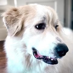 Enlarge Ivy, a Adoptable Great Pyrenees in Freeport, FL image 5/6