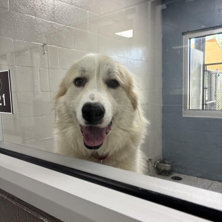 Enlarge Ivy, a Adoptable Great Pyrenees in Freeport, FL image 6/6
