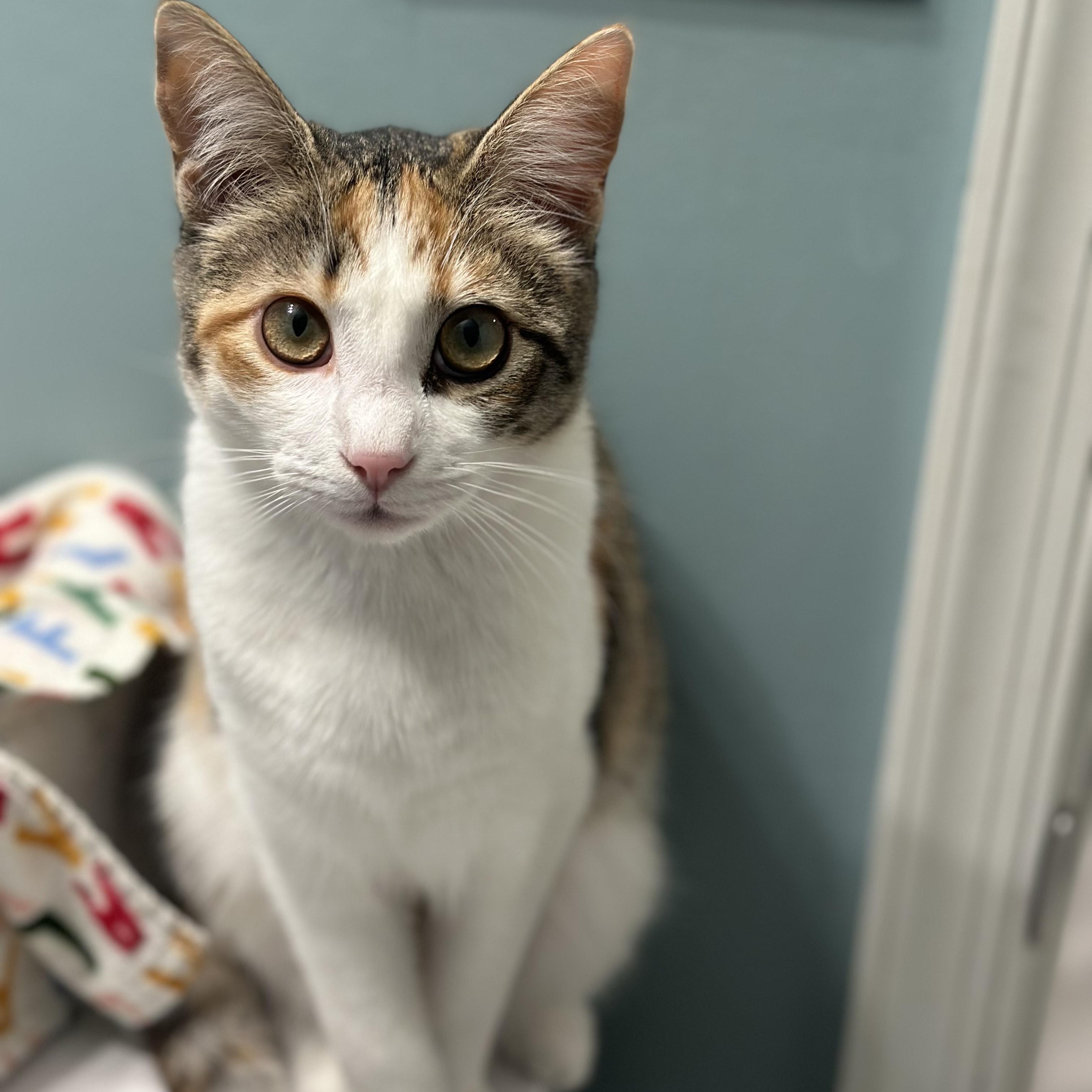 Trixie, Adoptable, Kitten Female Domestic Short Hair.