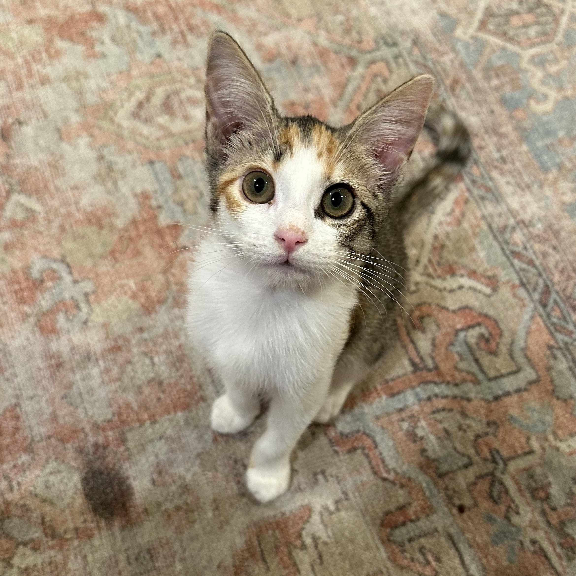 Enlarge Trixie, an adopted Domestic Short Hair in Philadelphia, PA image 5/6