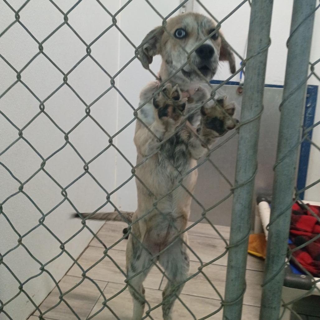 Enlarge Marilyn, a Adoptable Mixed Breed in Denison, TX image 1/4