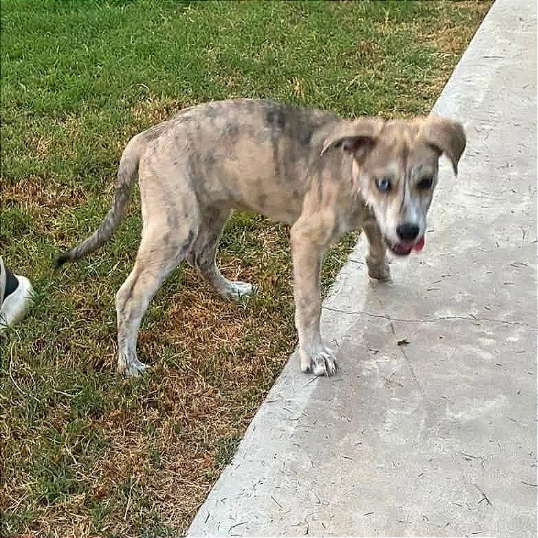 Enlarge Marilyn, a Adoptable Mixed Breed in Denison, TX image 2/4