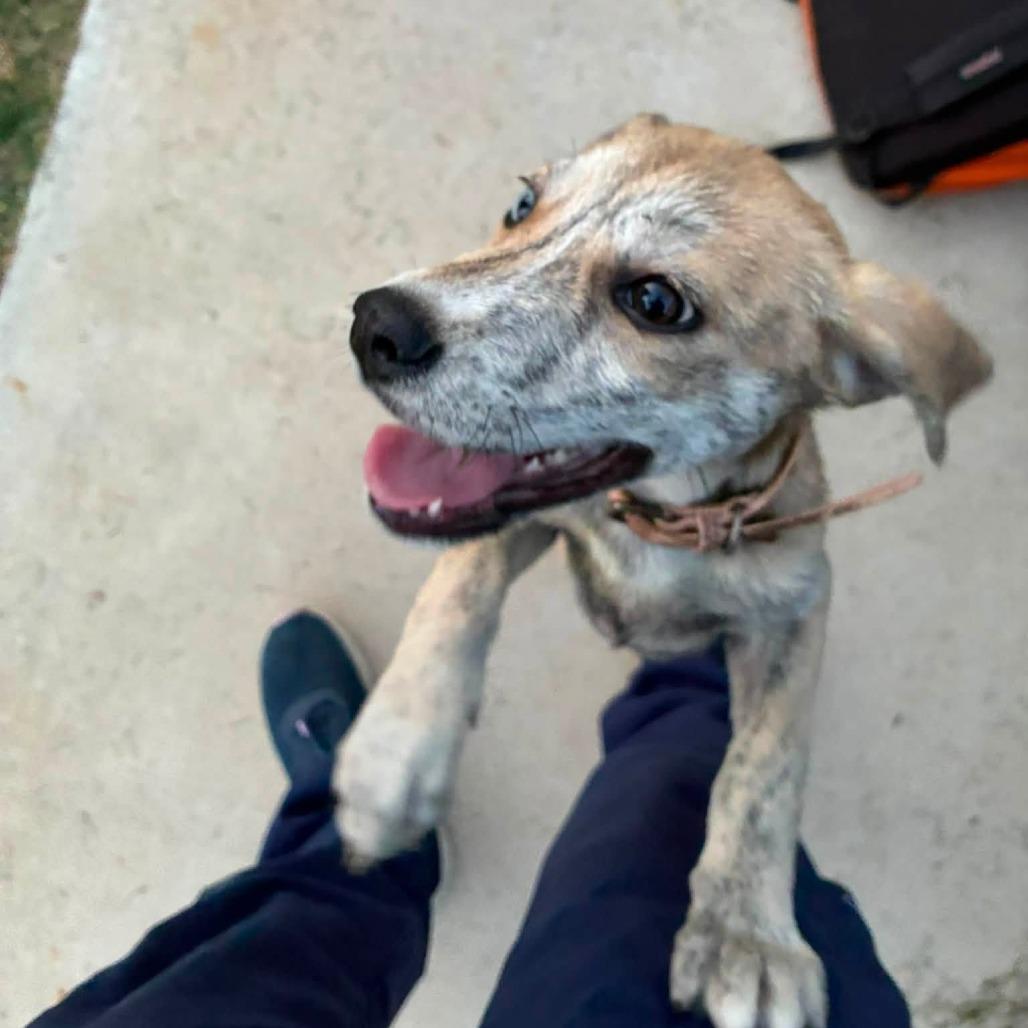Enlarge Marilyn, a Adoptable Mixed Breed in Denison, TX image 4/4