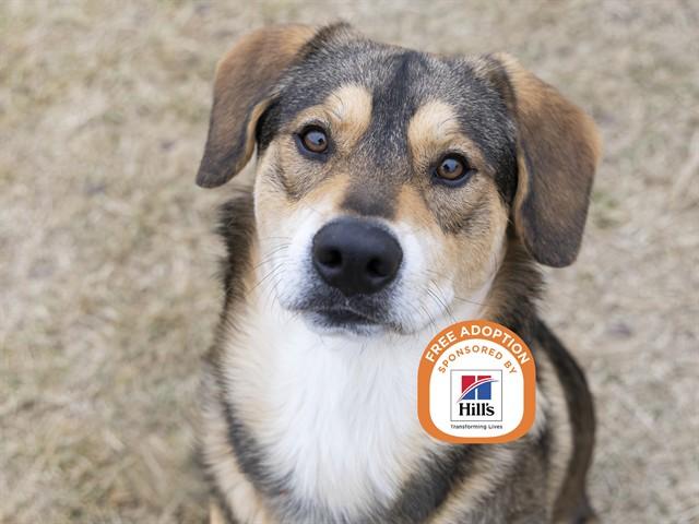 EDDIE, Adoptable, Young Male German Shepherd Dog & Mixed Breed.