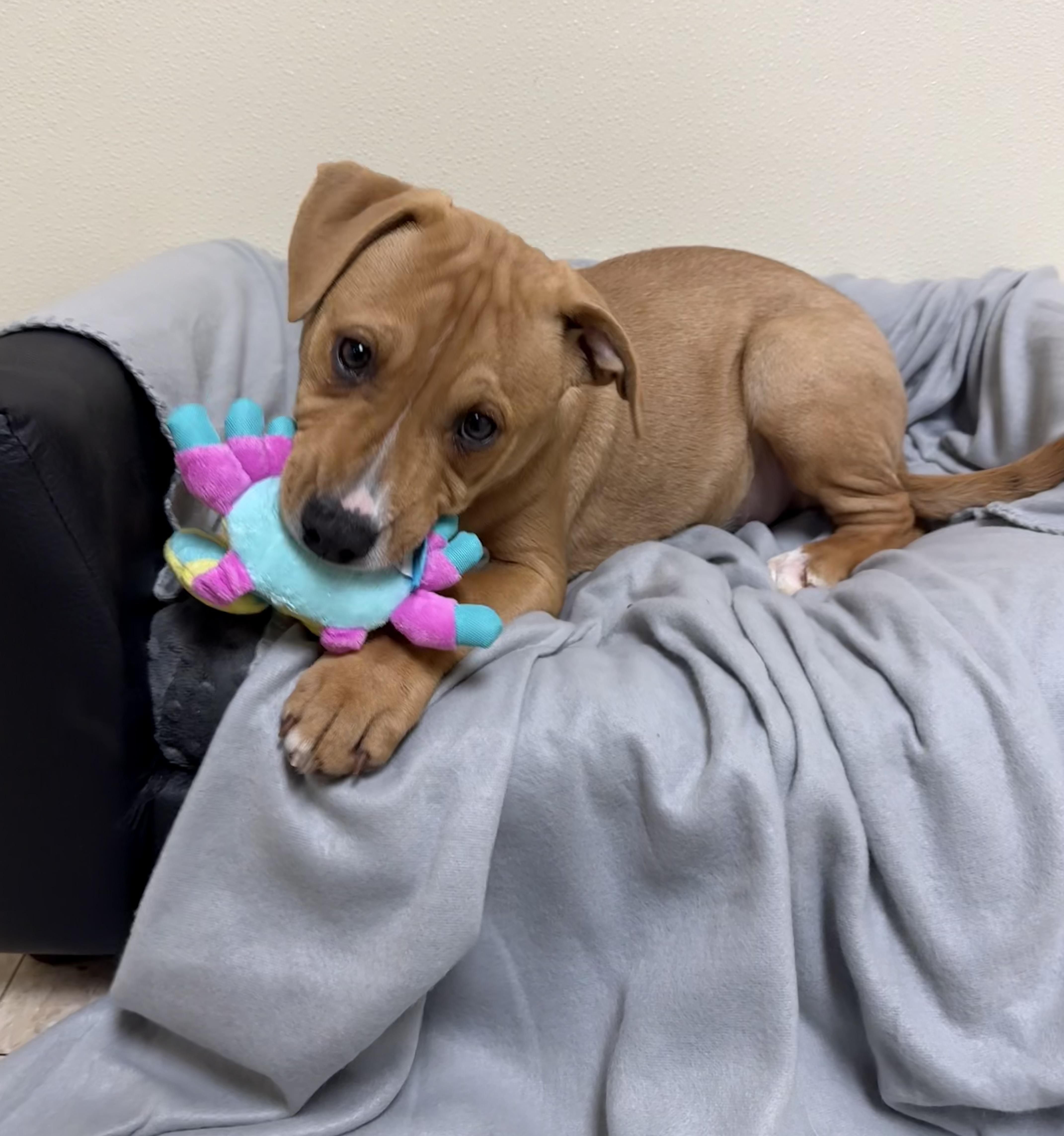 Enlarge Cooper, a ADOPTABLE mixed breed in Douglas, MA image 4/5