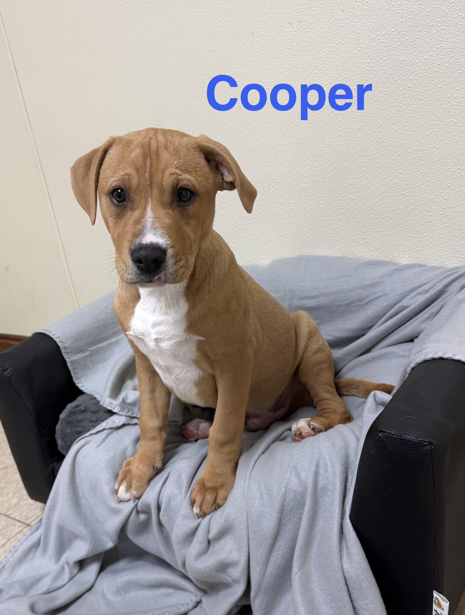 Cooper, ADOPTABLE, Puppy Male Mixed Breed.
