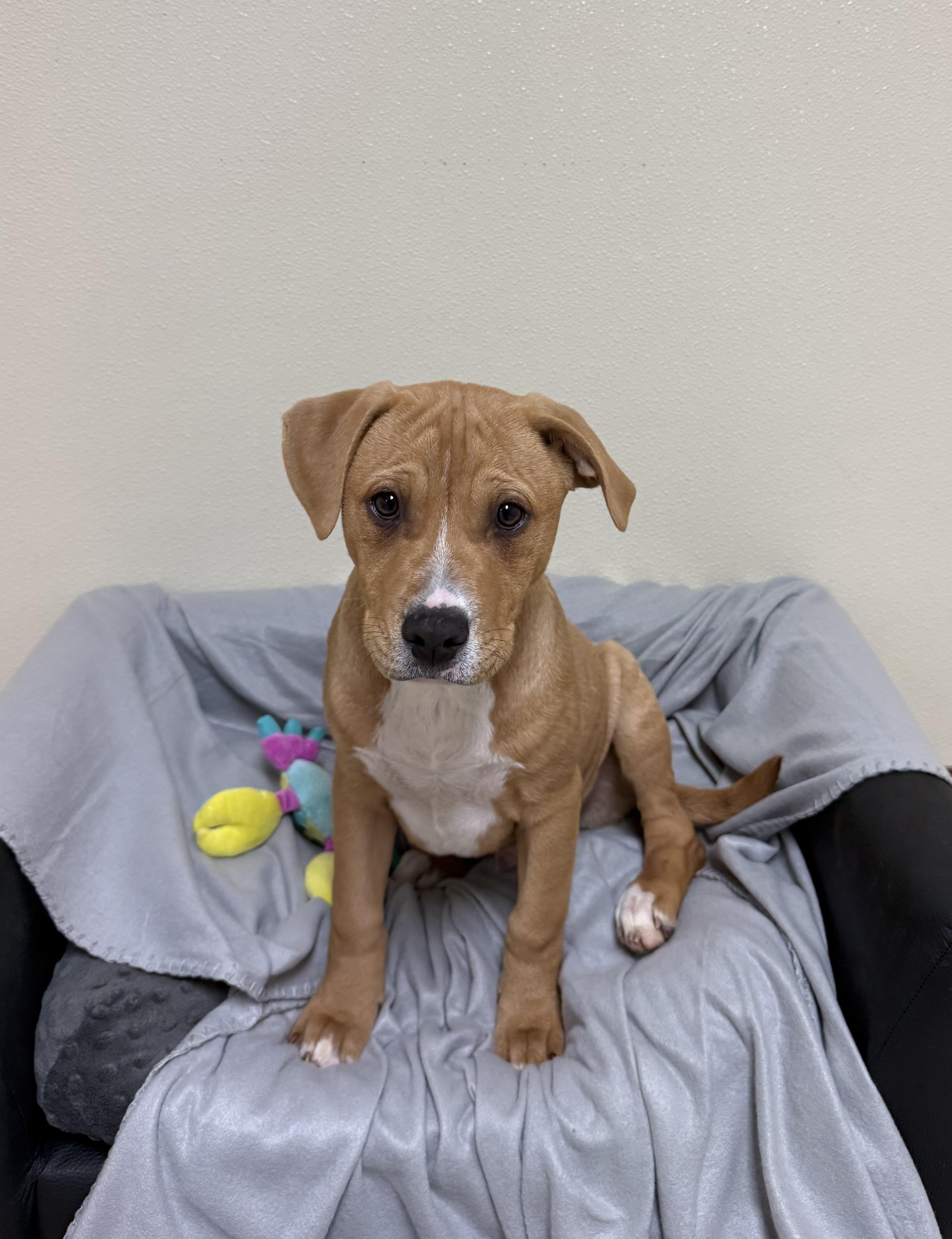 Enlarge Cooper, a ADOPTABLE mixed breed in Douglas, MA image 5/5