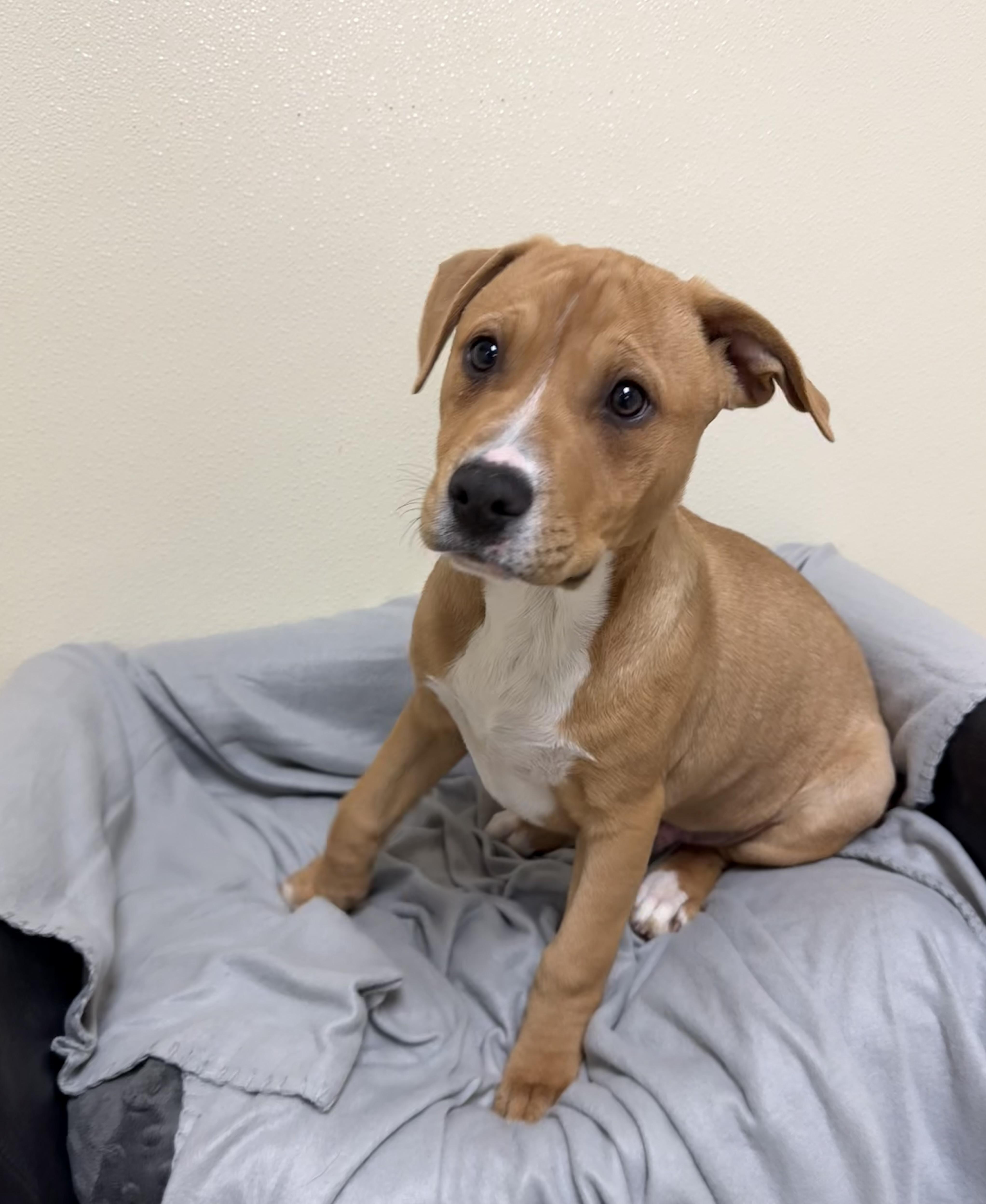 Enlarge Cooper, a ADOPTABLE mixed breed in Douglas, MA image 3/5