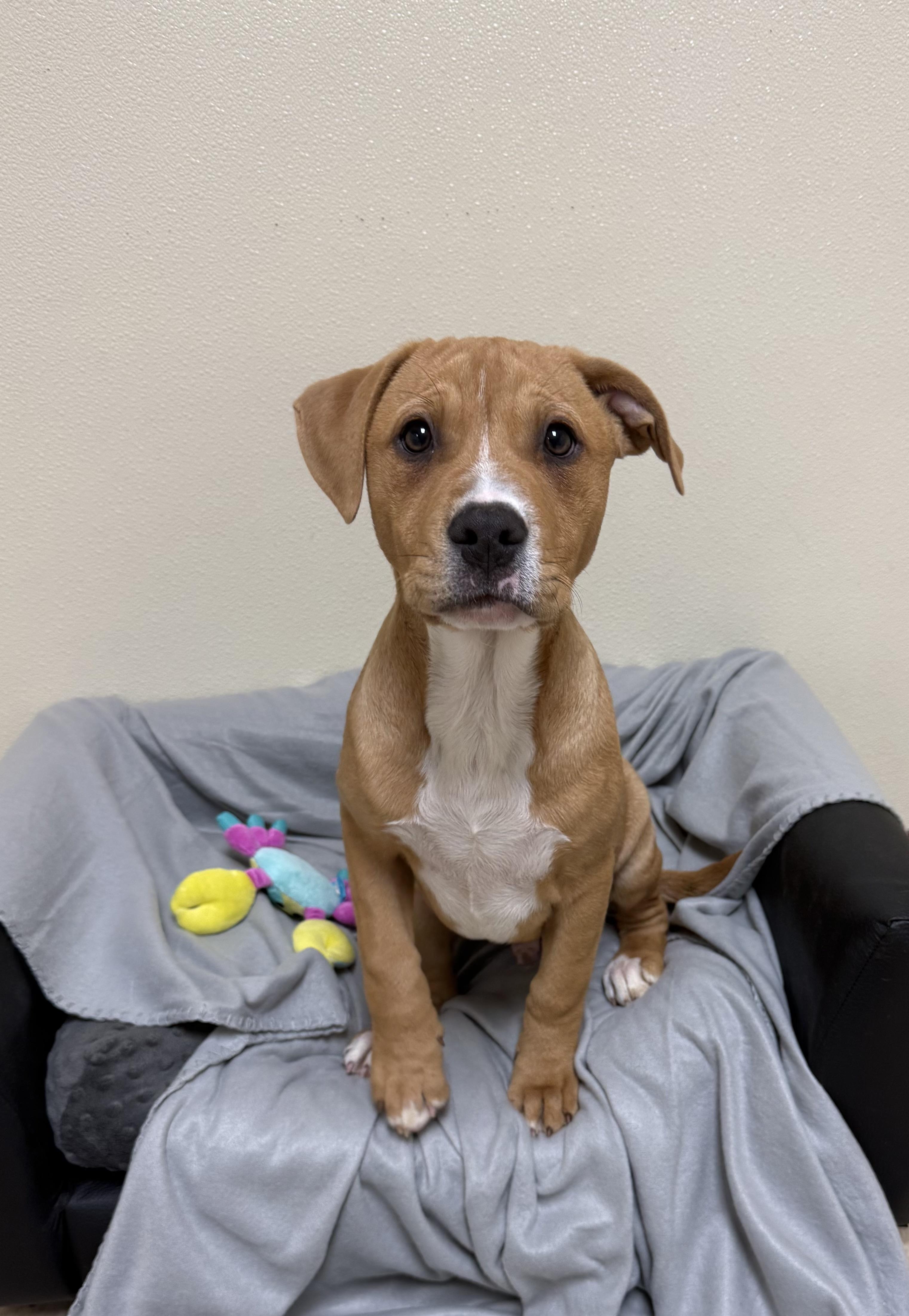 Enlarge Cooper, a ADOPTABLE mixed breed in Douglas, MA image 2/5