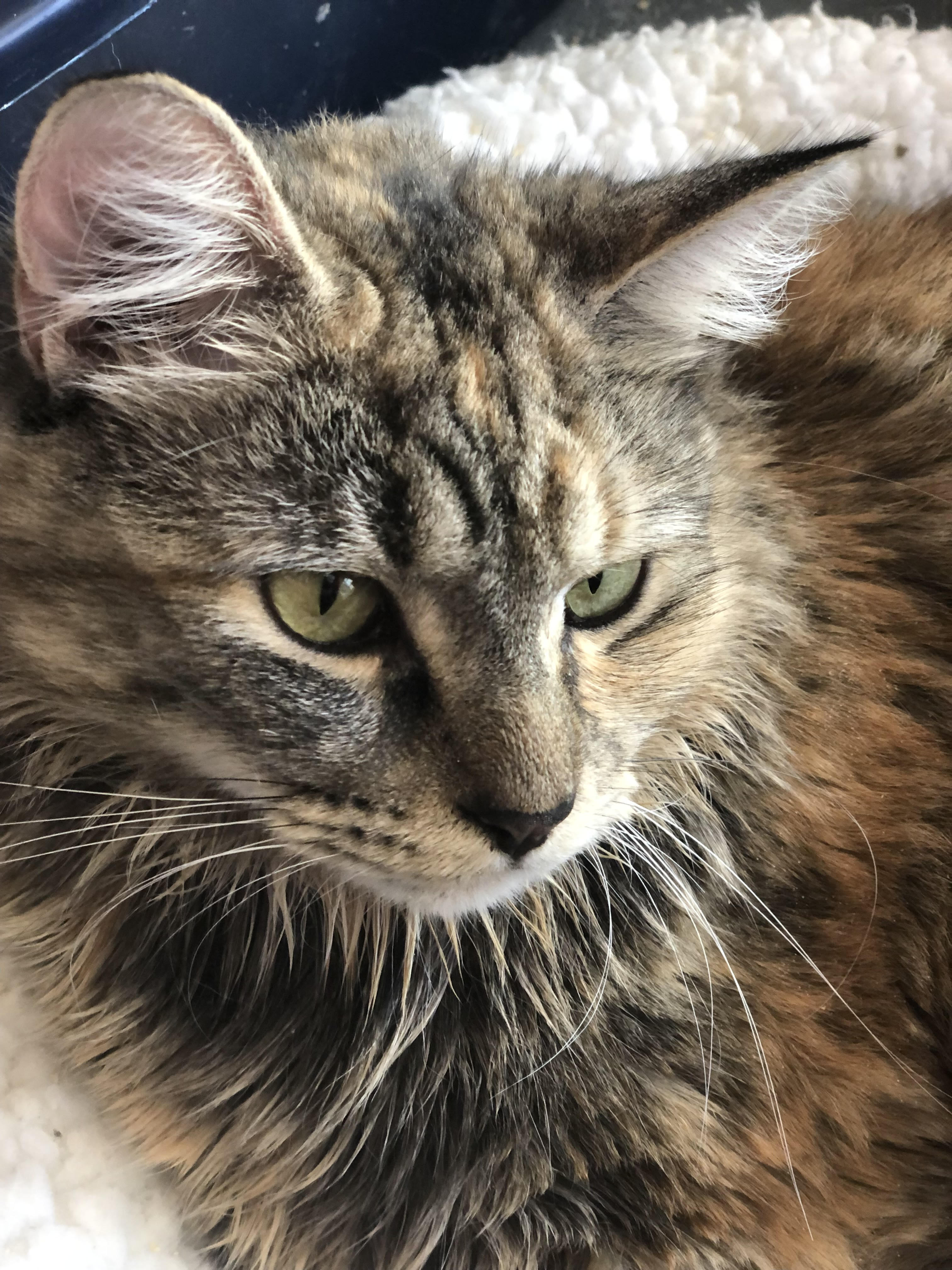 Enlarge Nadja, a Adoptable Domestic Long Hair in Jersey City, NJ image 2/6