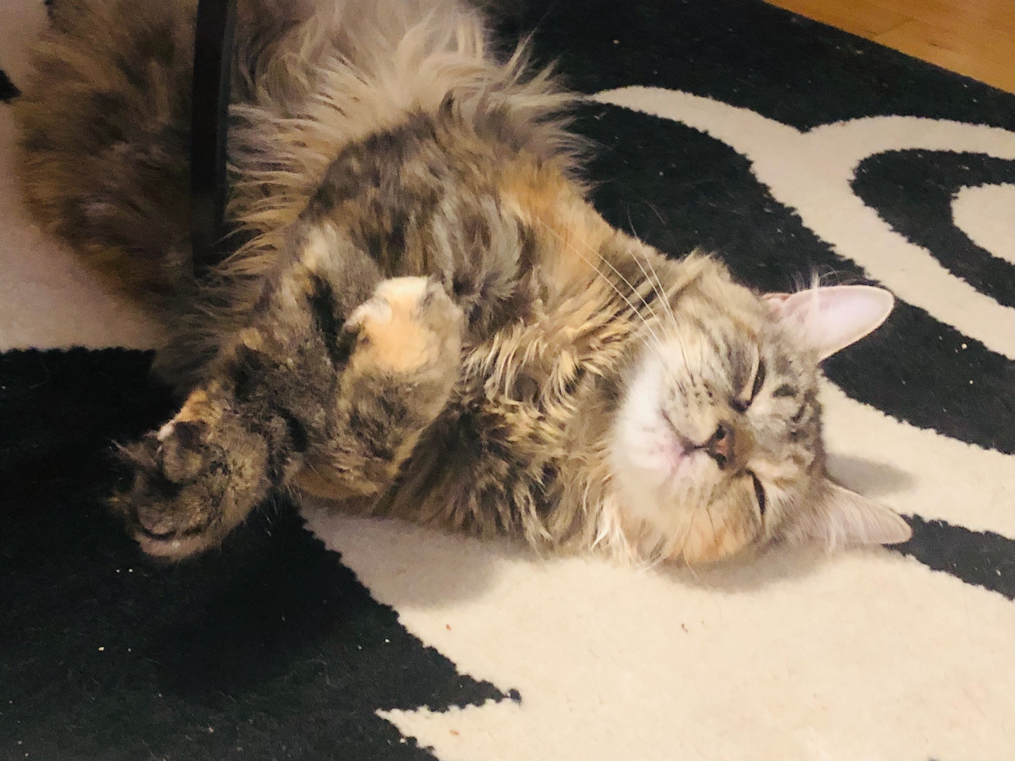 Enlarge Nadja, a Adoptable Domestic Long Hair in Jersey City, NJ image 3/6