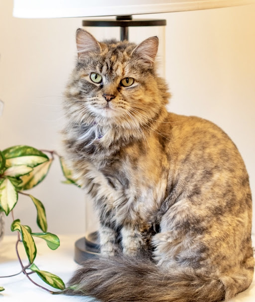 Nadja, Adoptable, Adult Female Domestic Long Hair.