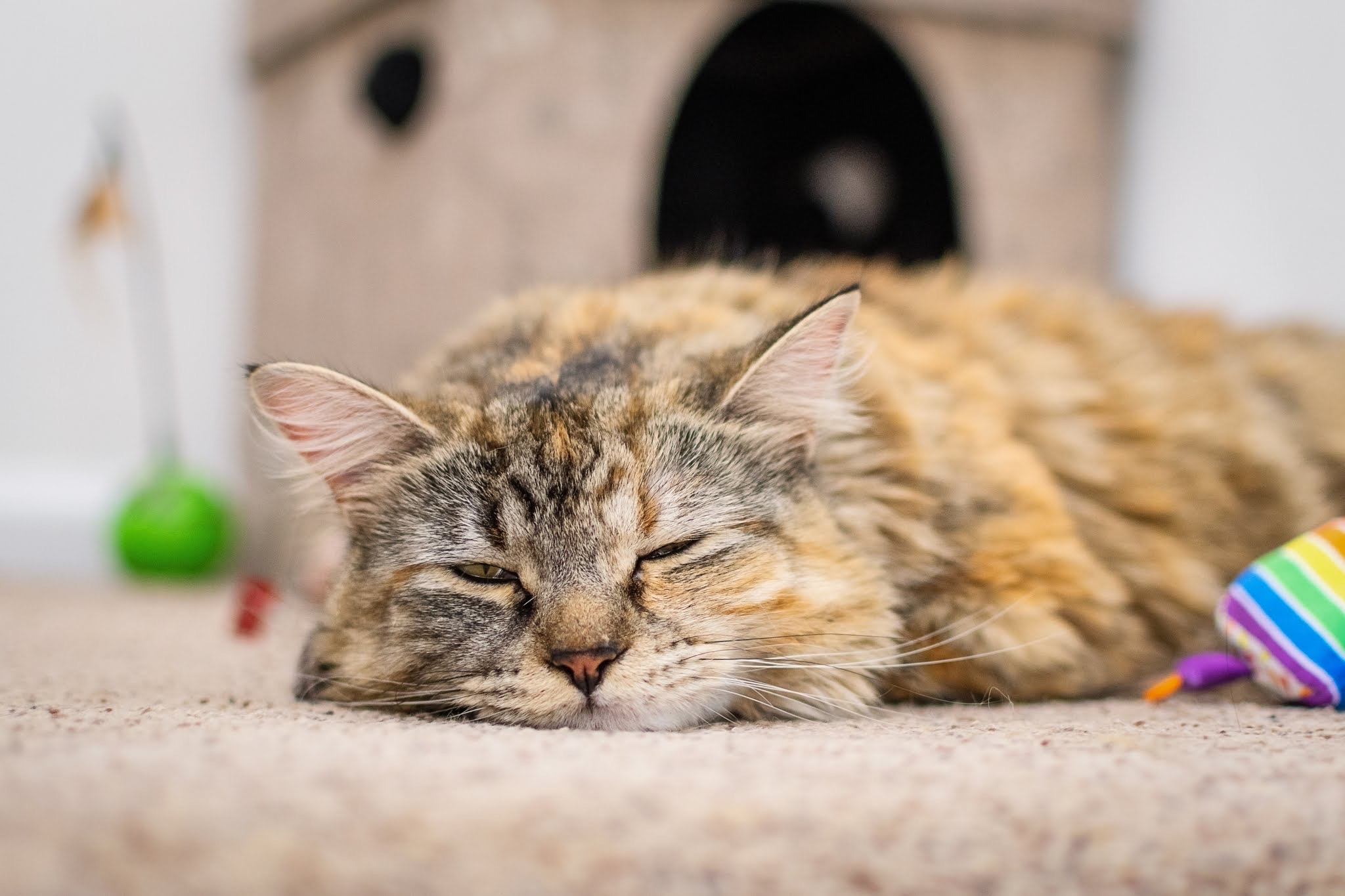 Enlarge Nadja, a Adoptable Domestic Long Hair in Jersey City, NJ image 5/6