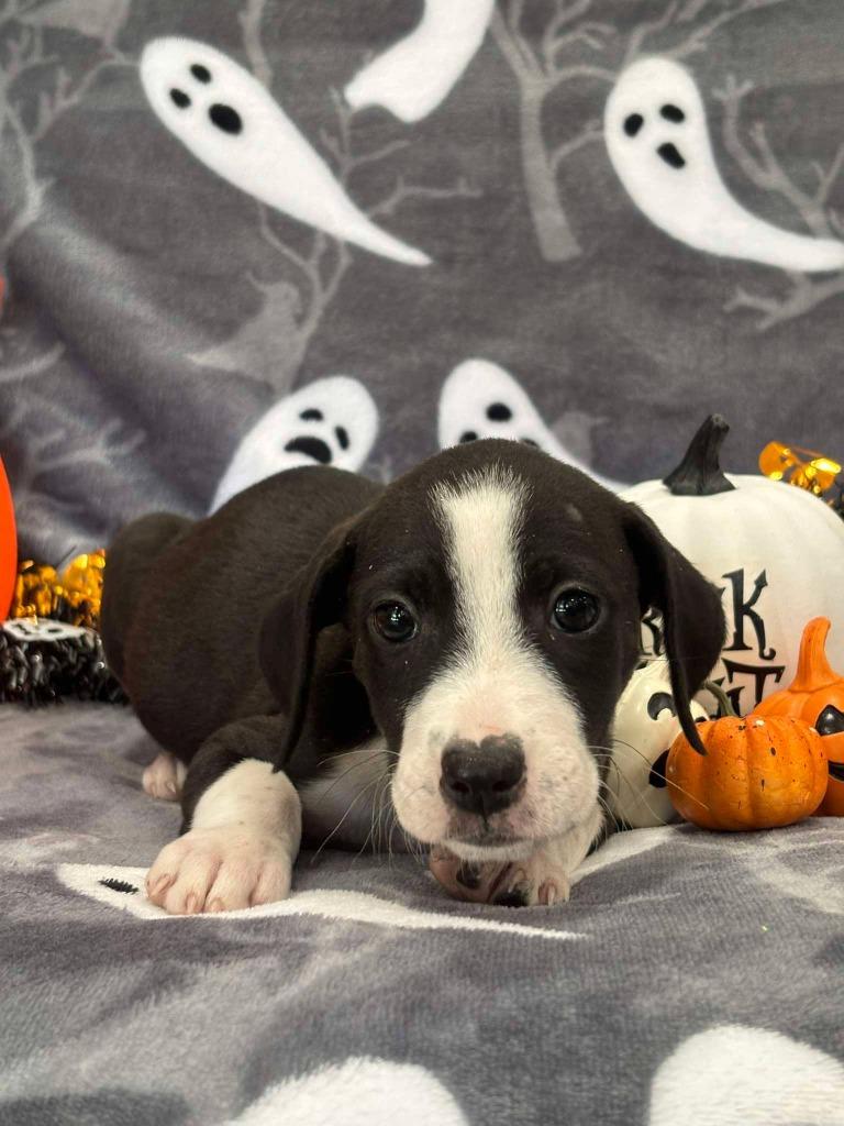 SABLE, Adoptable, Puppy Female Mixed Breed.