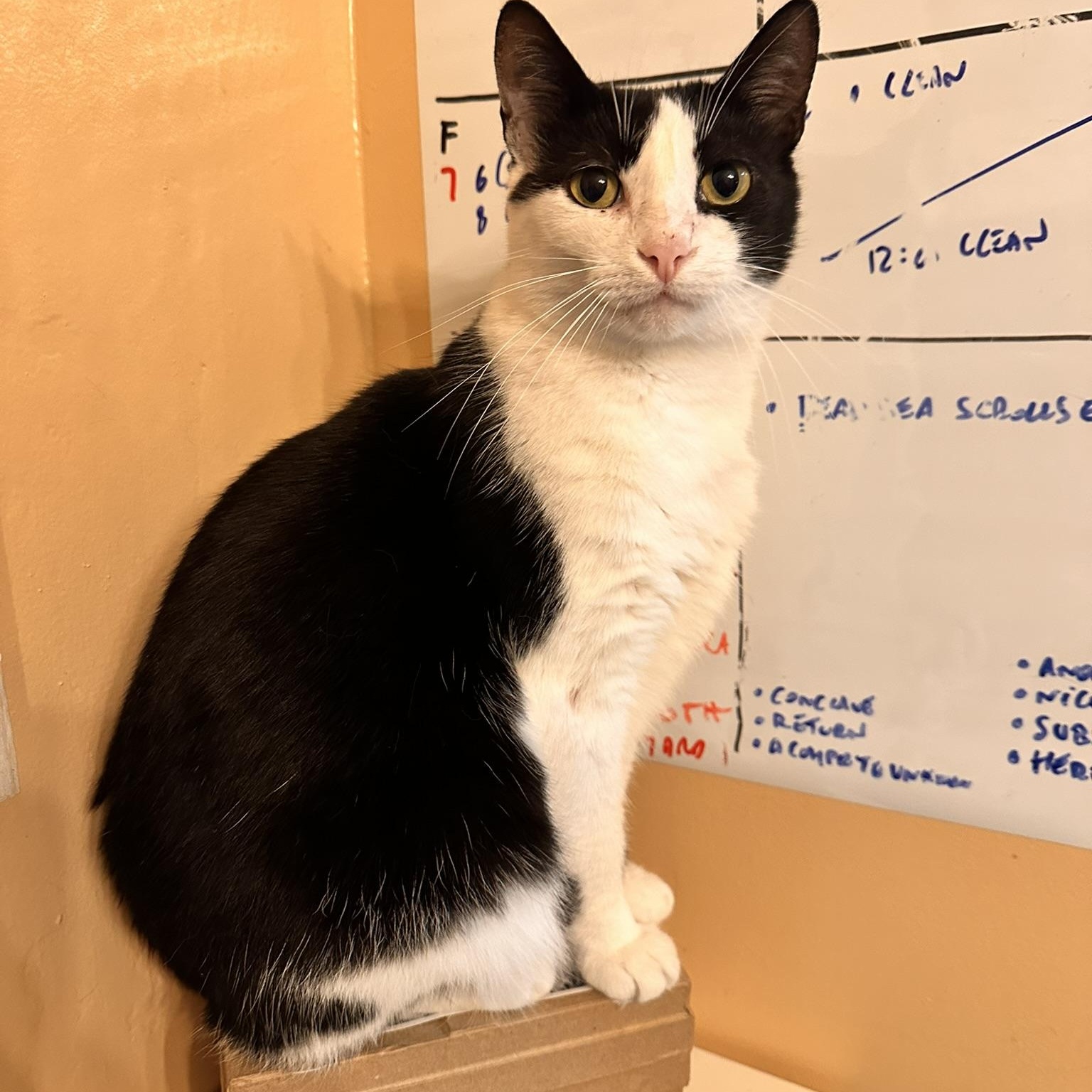 Delta, a Adoptable American Shorthair in North Hollywood, CA image 5/6