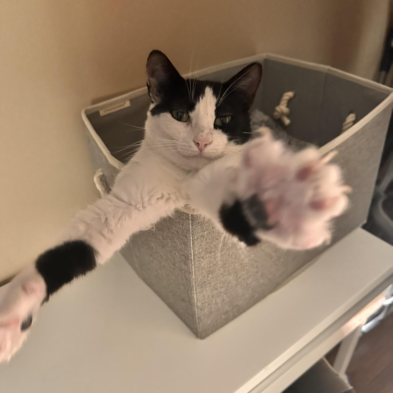 Delta, a Adoptable American Shorthair in North Hollywood, CA image 4/6