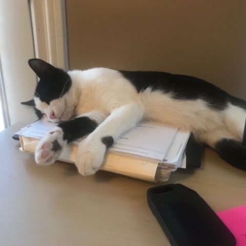 Delta, a Adoptable American Shorthair in North Hollywood, CA image 3/6