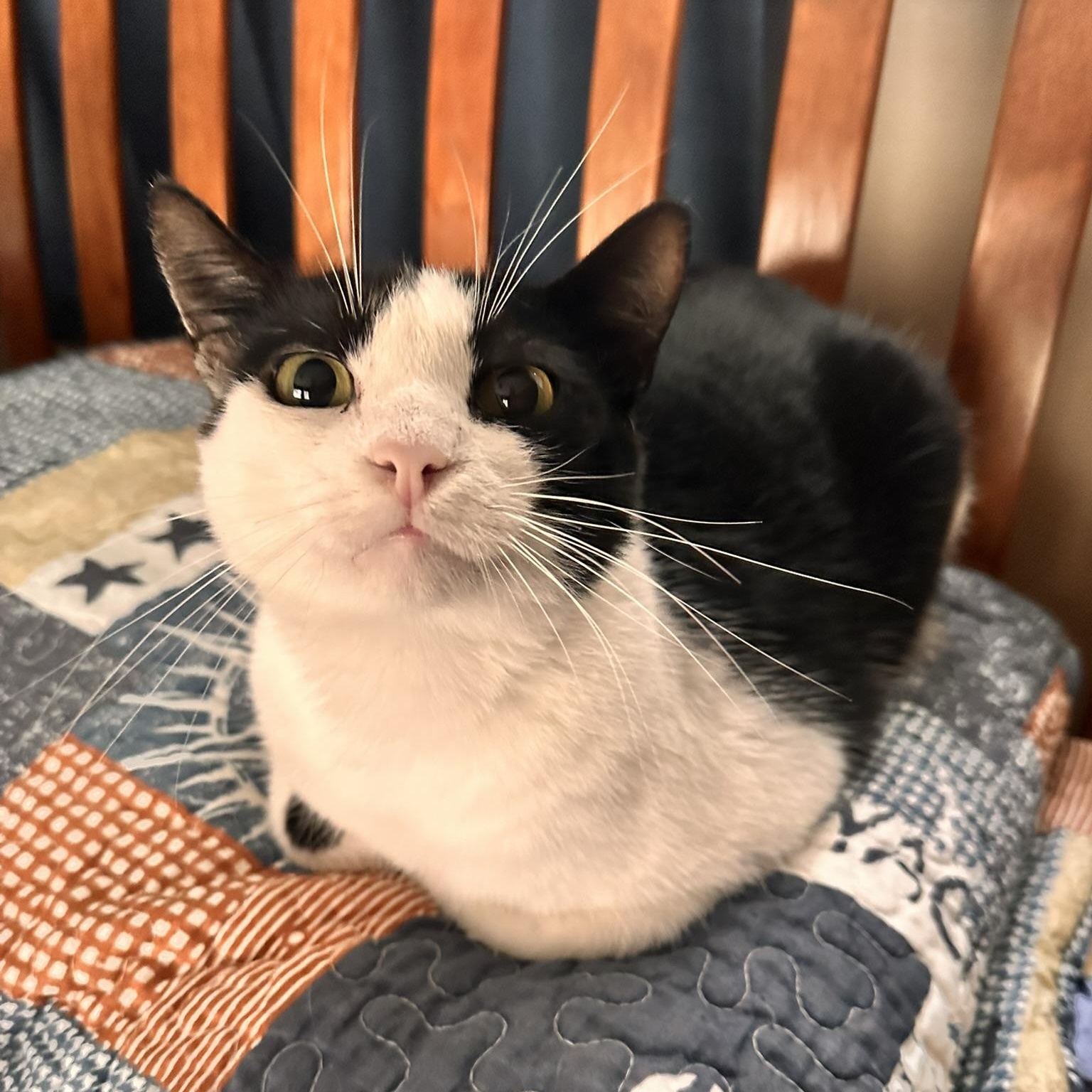 Delta, a Adoptable American Shorthair in North Hollywood, CA image 1/6