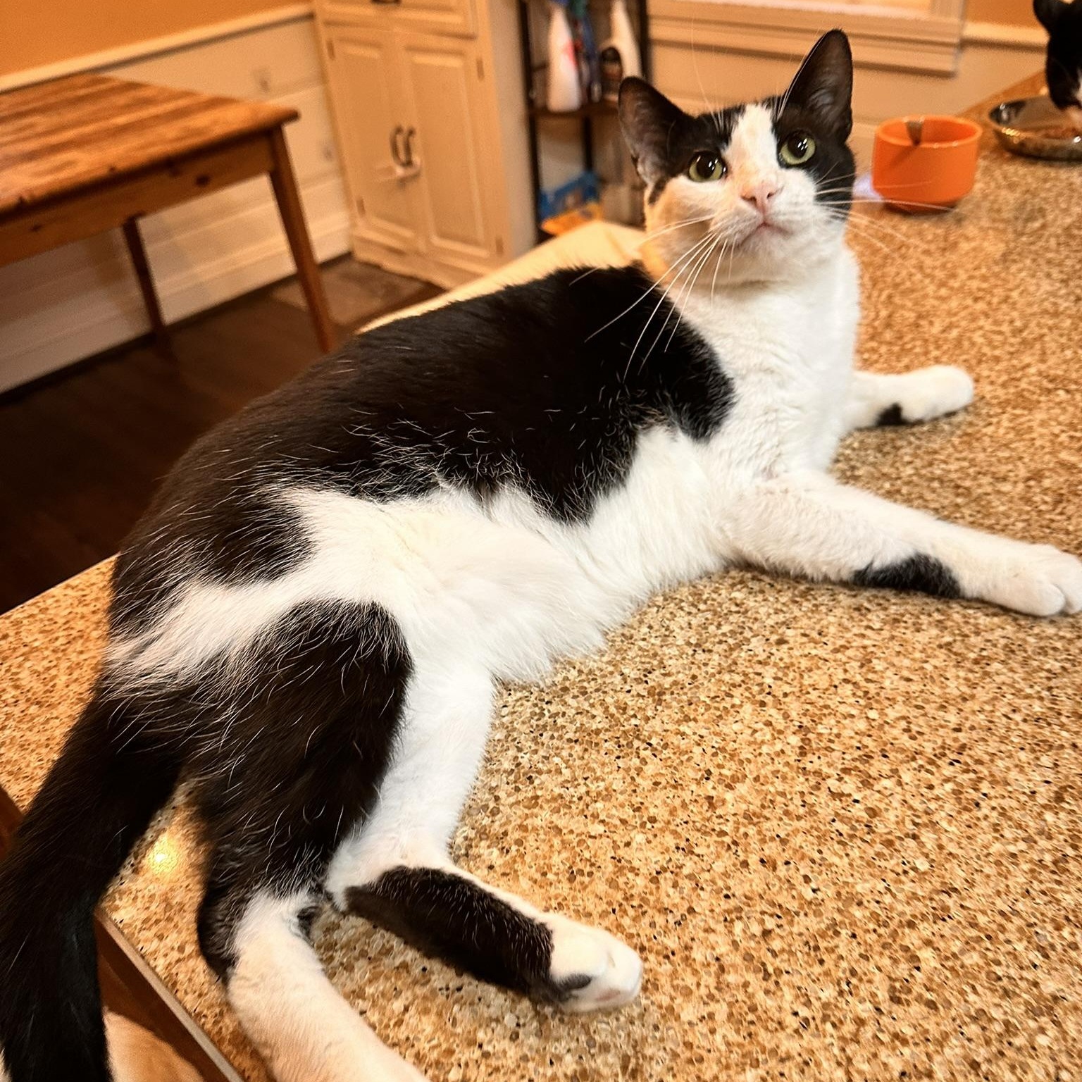 Delta, a Adoptable American Shorthair in North Hollywood, CA image 6/6