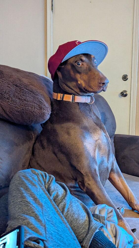 Sida Bay, Adoptable, Senior Female Doberman Pinscher.