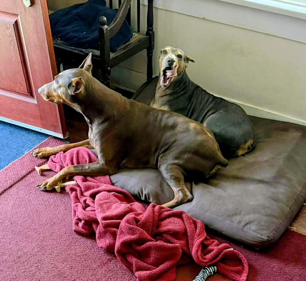 Sida May, a Adoptable Doberman Pinscher in Evergreen, CO image 4/6