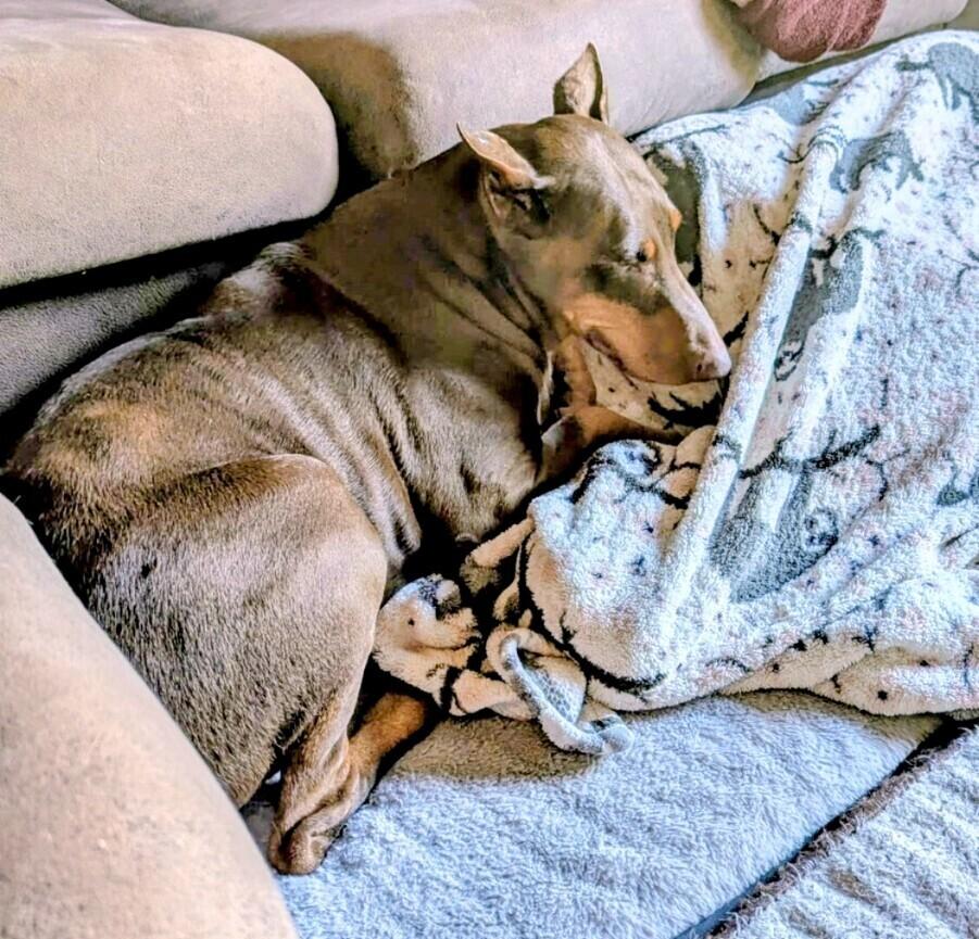 Sida May, a Adoptable Doberman Pinscher in Evergreen, CO image 1/6