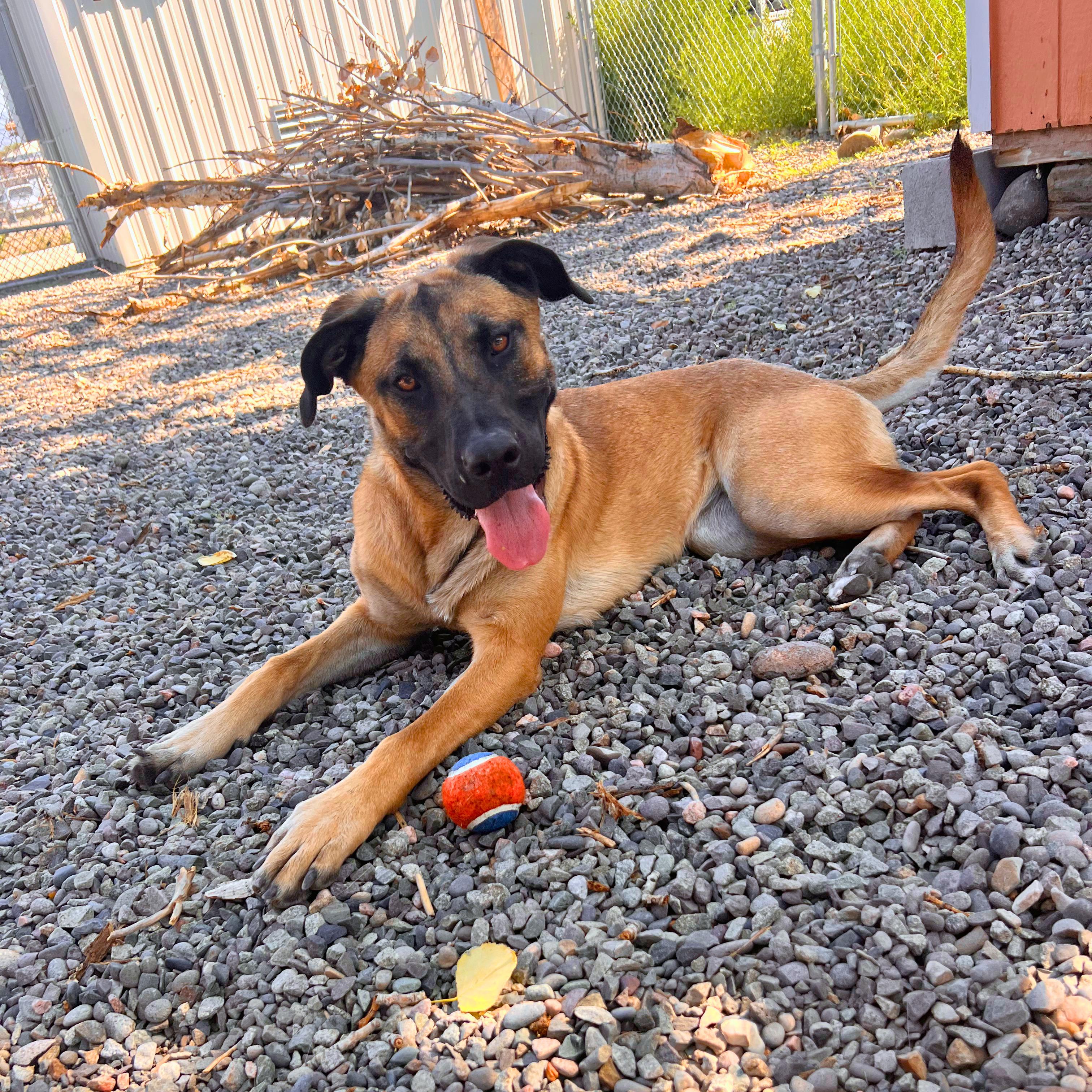 Trudy - Delta, a Adoptable mixed breed in Delta, CO image 2/4