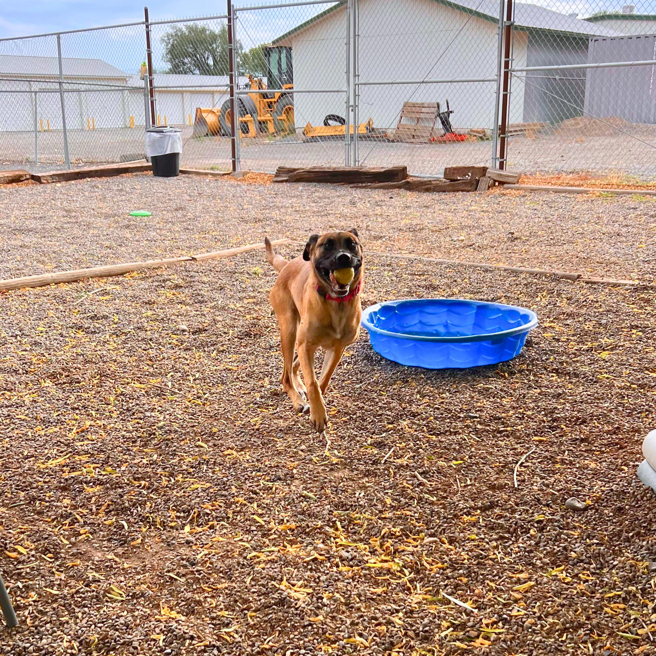 Trudy - Delta, a Adoptable mixed breed in Delta, CO image 4/4