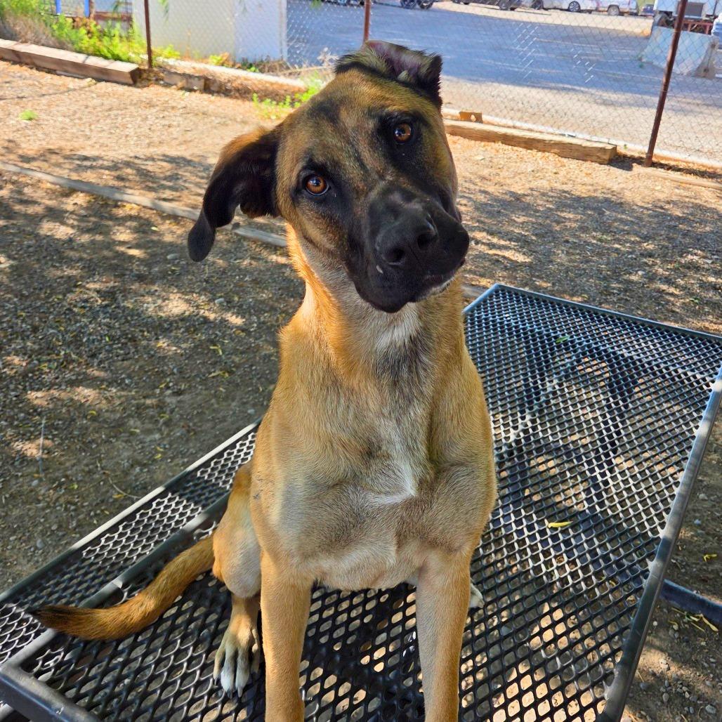 Trudy - Delta, a Adoptable mixed breed in Delta, CO image 1/4