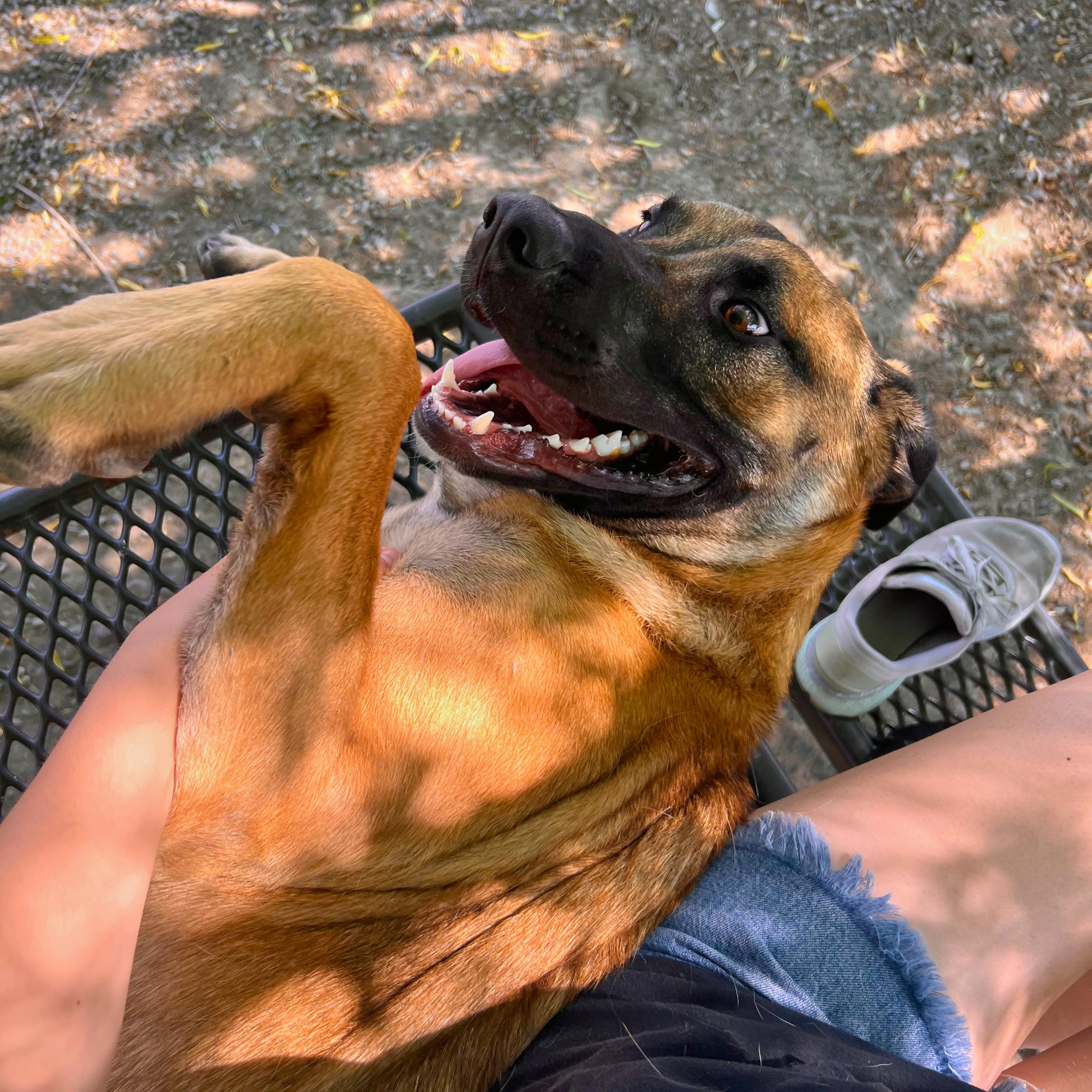 Trudy - Delta, a Adoptable mixed breed in Delta, CO image 3/4