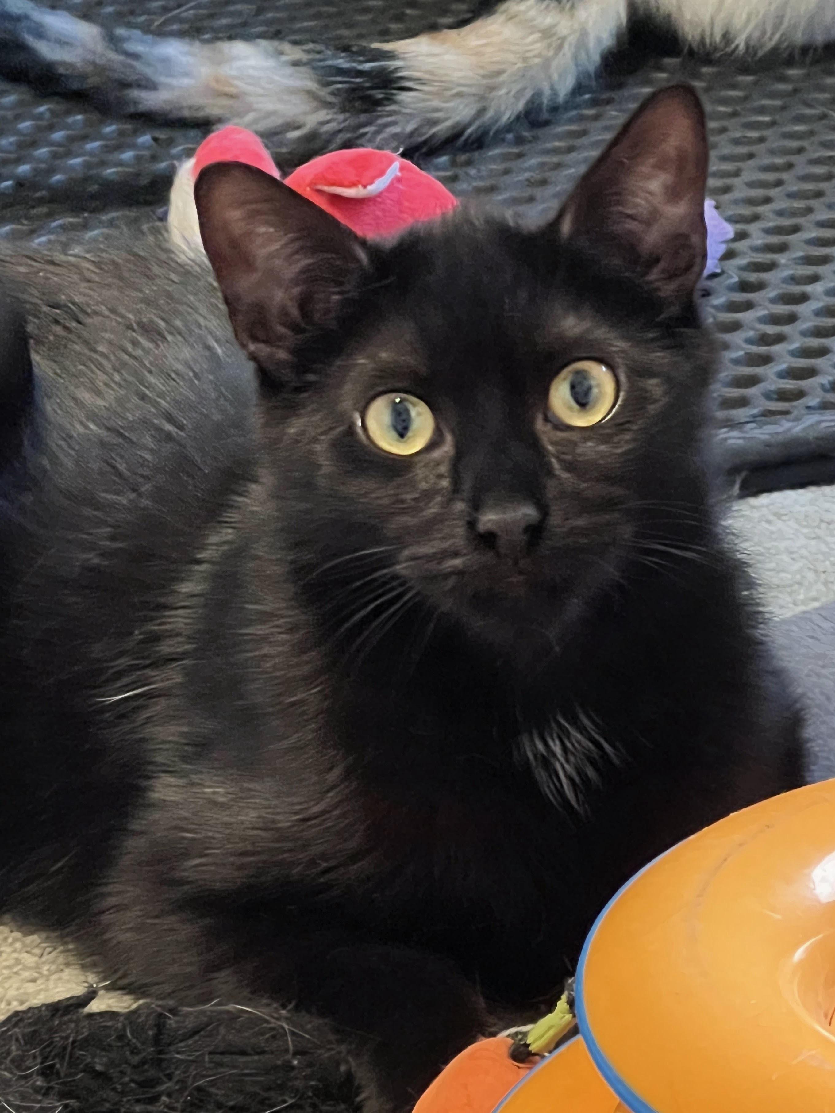 Mushy, Adoptable, Young Male Domestic Short Hair.