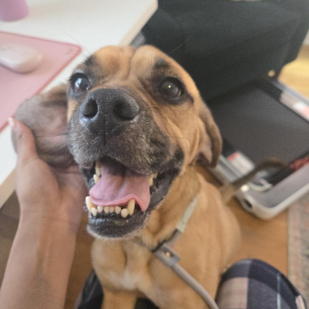 Breaking Dawn, Adoptable, Adult Male Beagle & Mixed Breed.