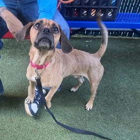 Enlarge Breaking Dawn, a Adoptable mixed breed in Jersey City, NJ image 2/6