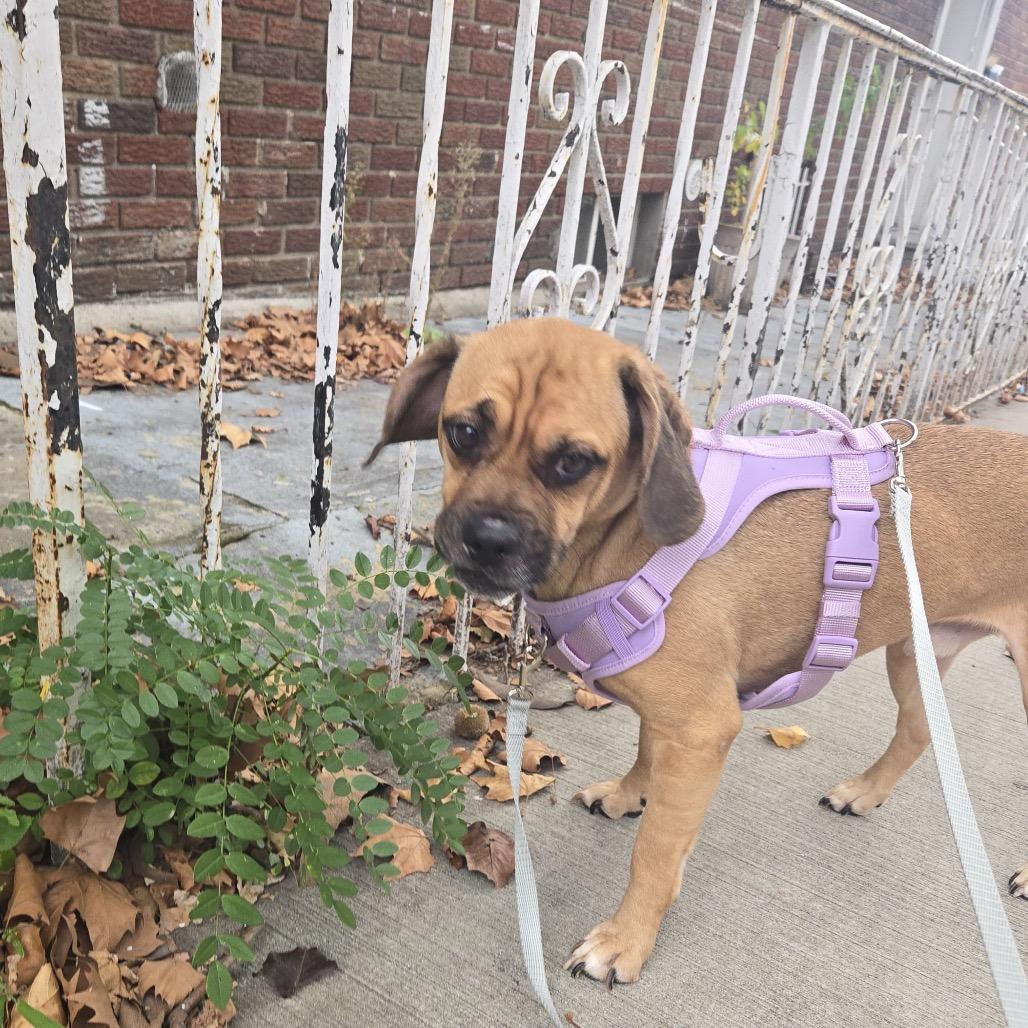 Enlarge Breaking Dawn, a Adoptable mixed breed in Jersey City, NJ image 6/6