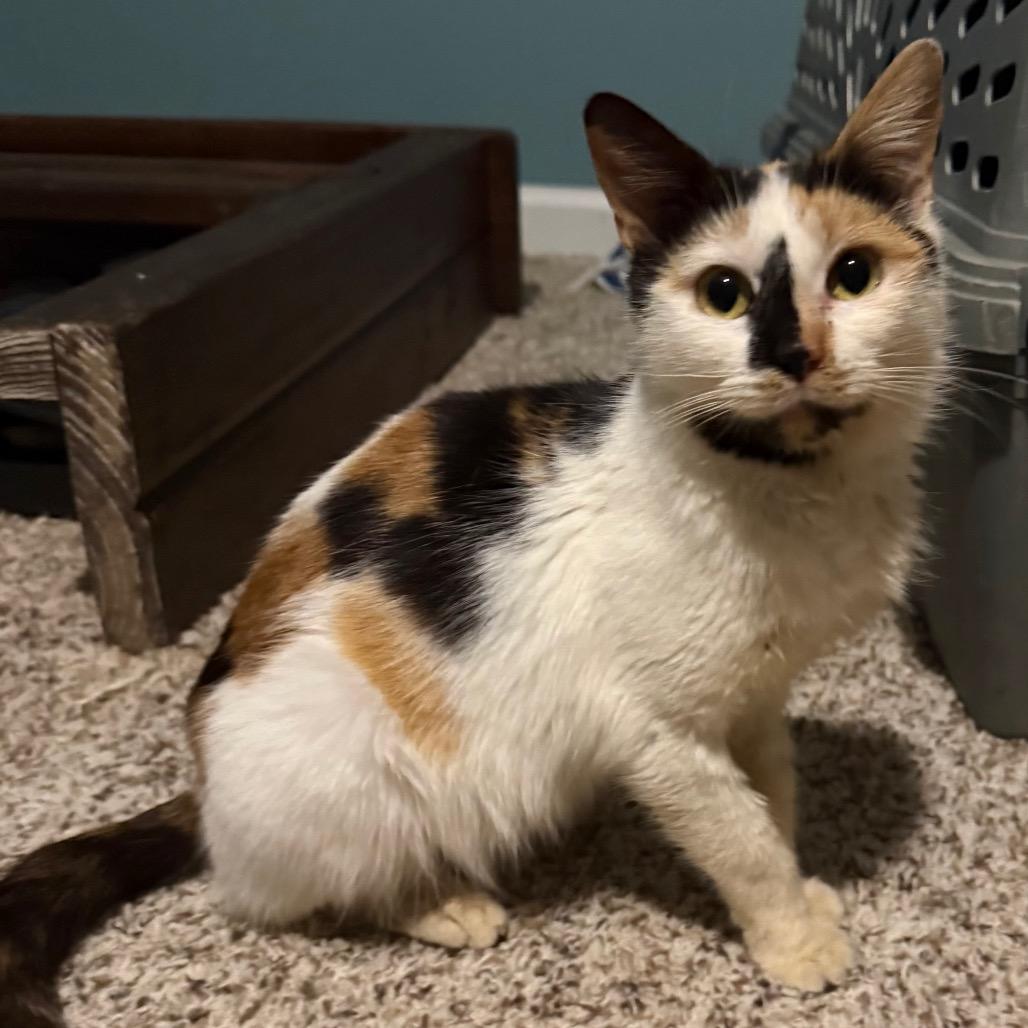 Enlarge Maria, a Adoptable Domestic Short Hair in Frederick, MD image 1/1