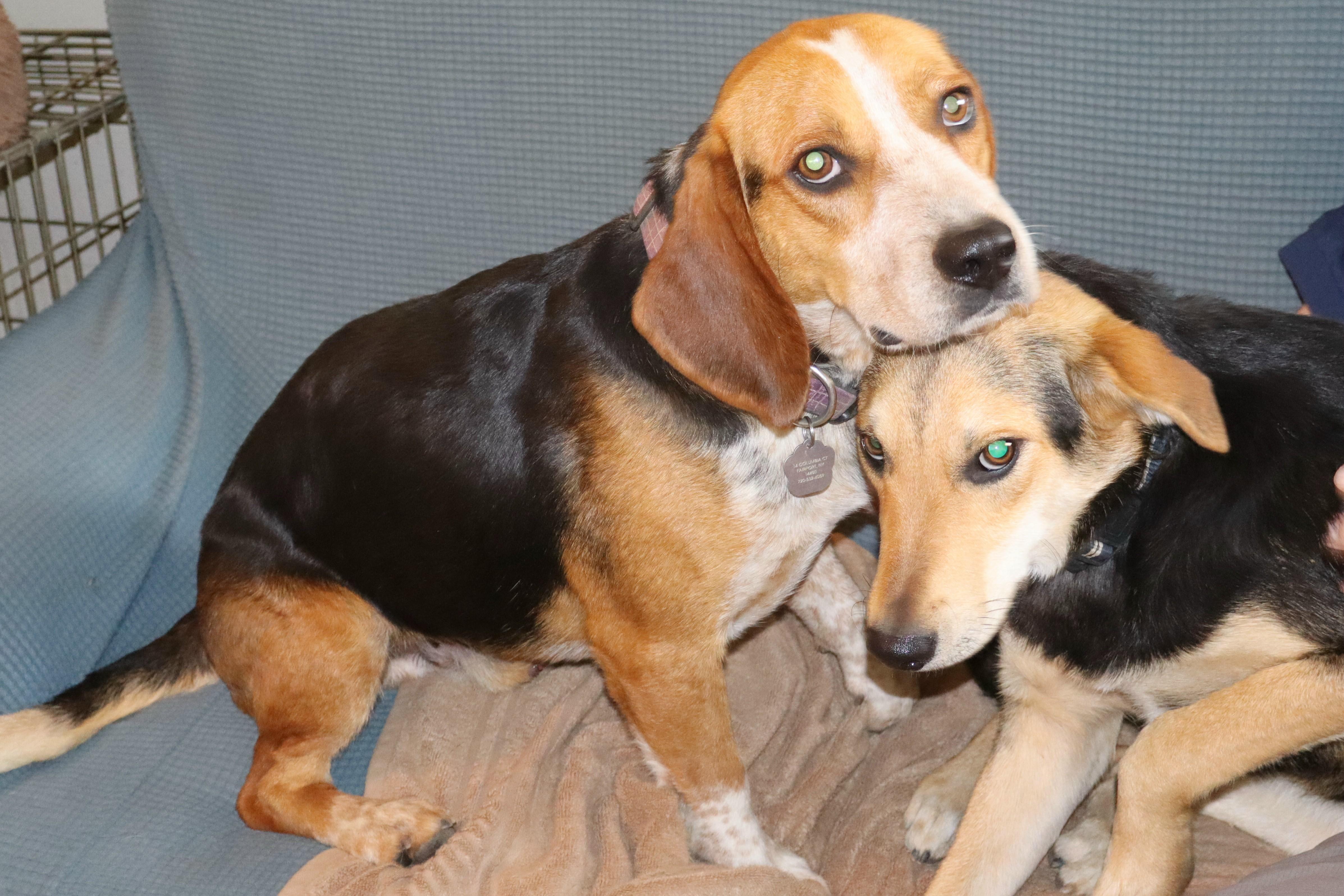 Max, Adoptable, Young Male Beagle & Basset Hound.