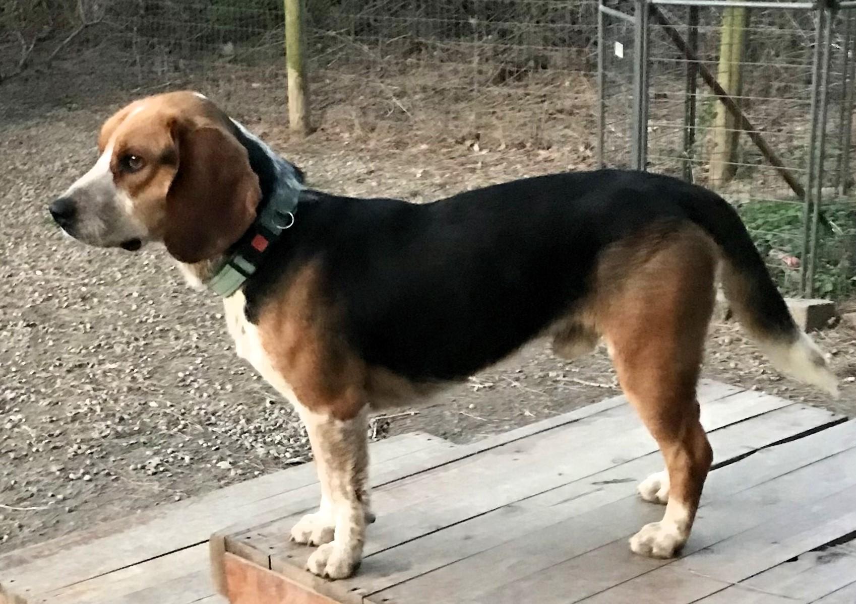 Enlarge Max, a Adoptable mixed breed in Honeoye Falls, NY image 3/3