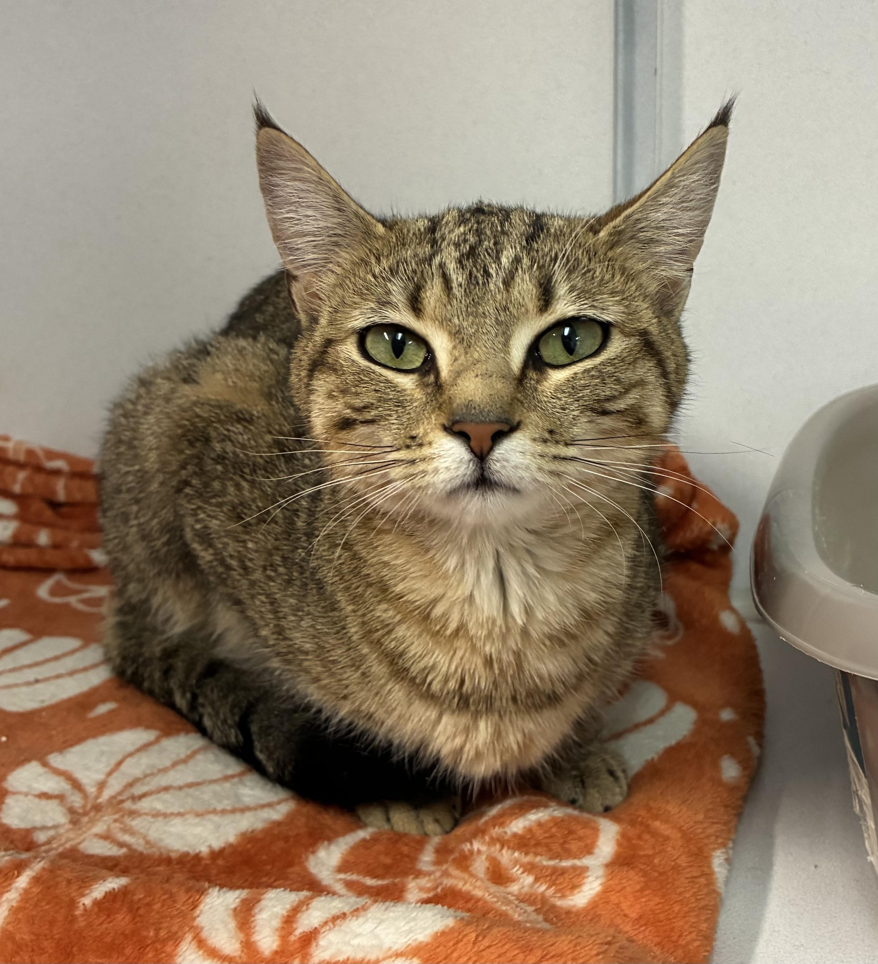 Smiley, a ADOPTABLE Domestic Short Hair in Breinigsville, PA image 2/2