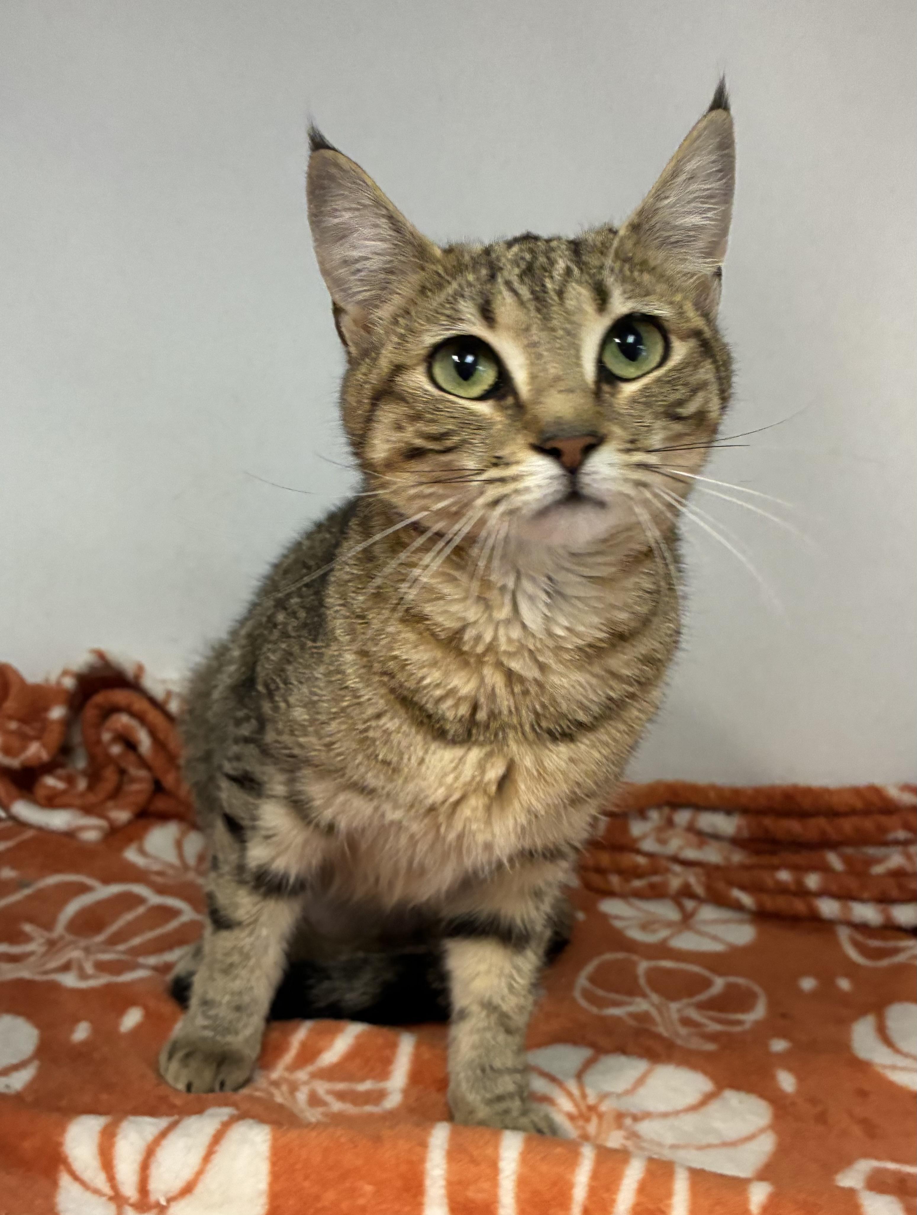 Smiley, a ADOPTABLE Domestic Short Hair in Breinigsville, PA image 1/2