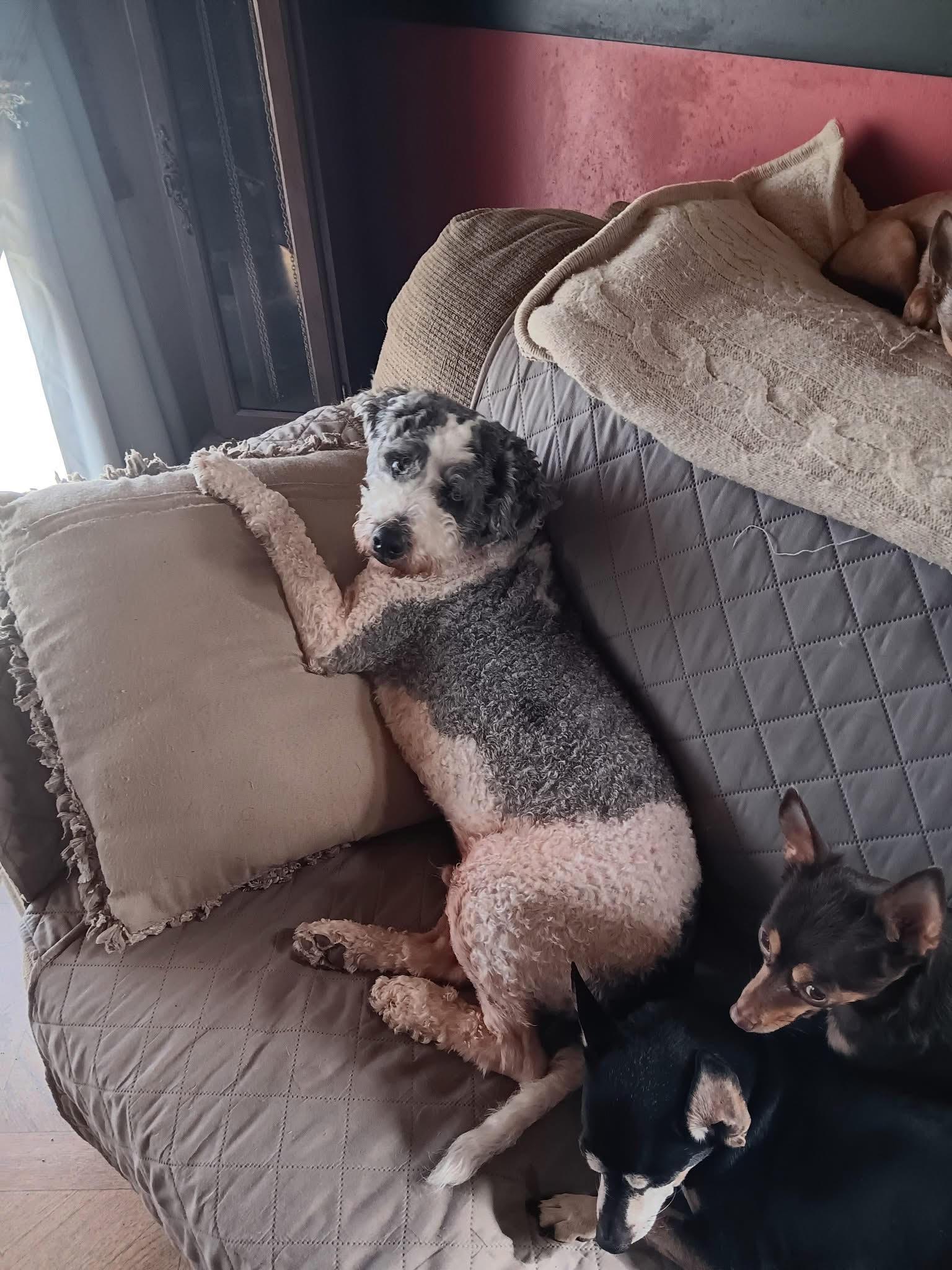 Enlarge Remus, a ADOPTABLE mixed breed in Stormville, NY image 4/4