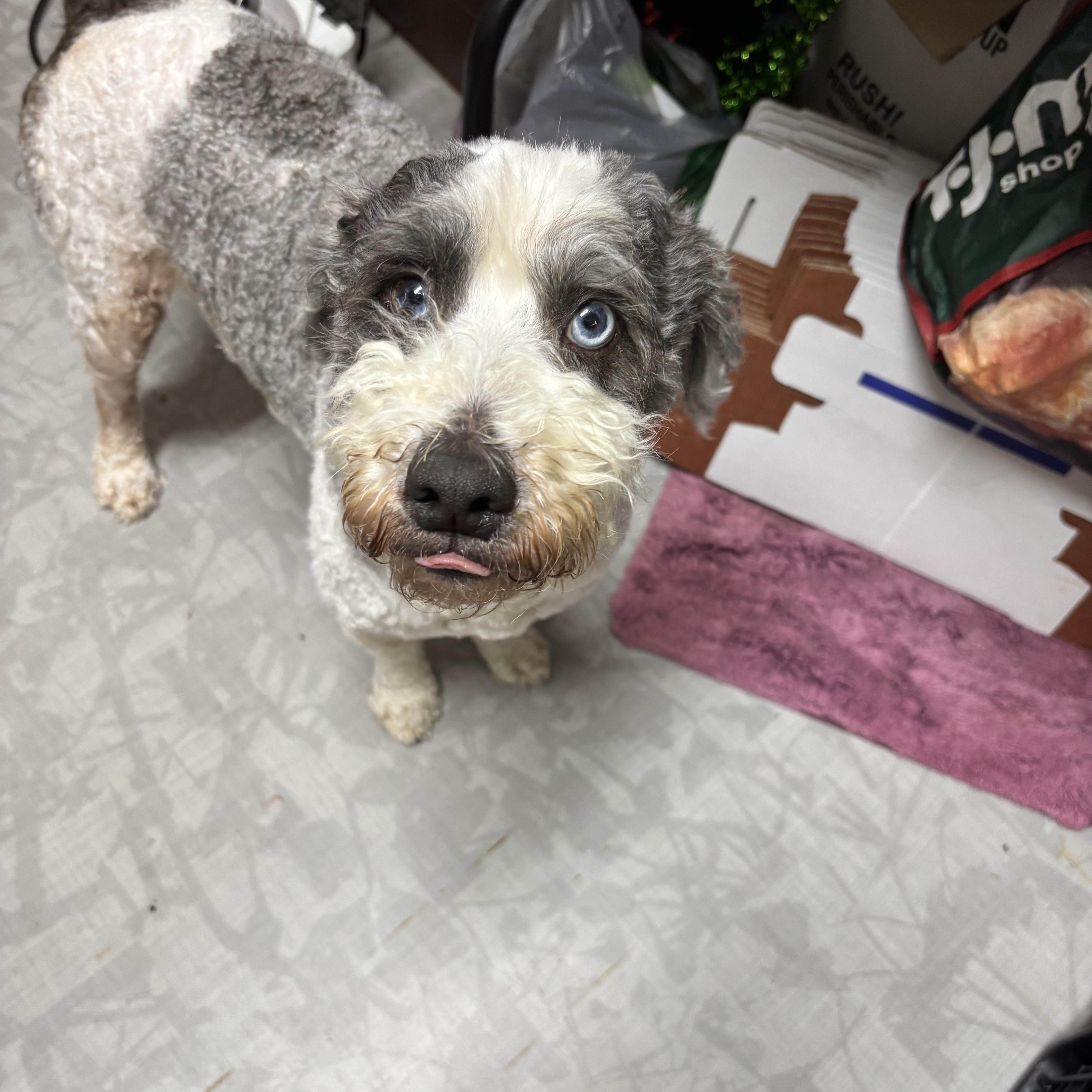 Enlarge Remus, a ADOPTABLE mixed breed in Stormville, NY image 1/4