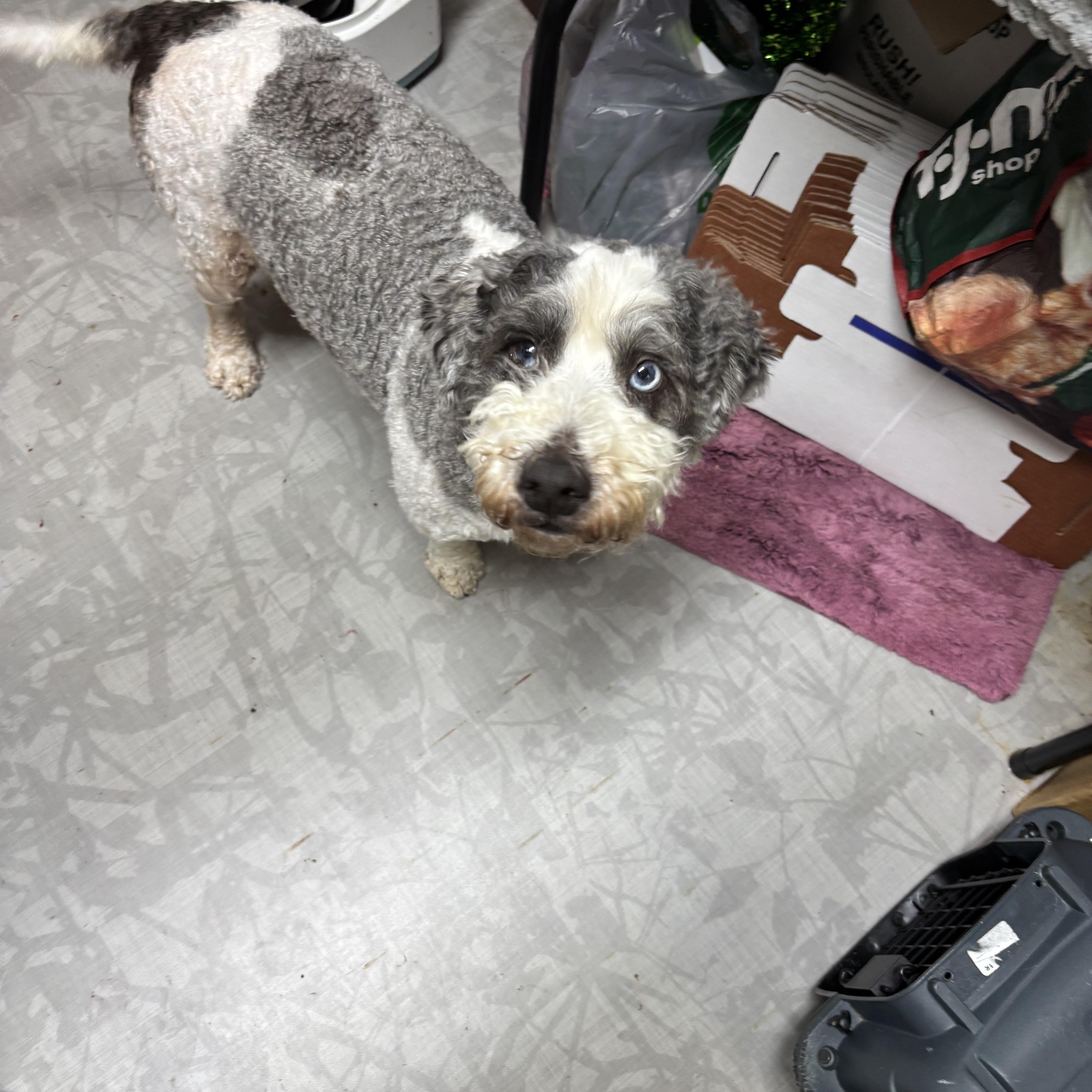 Enlarge Remus, a ADOPTABLE mixed breed in Stormville, NY image 2/4