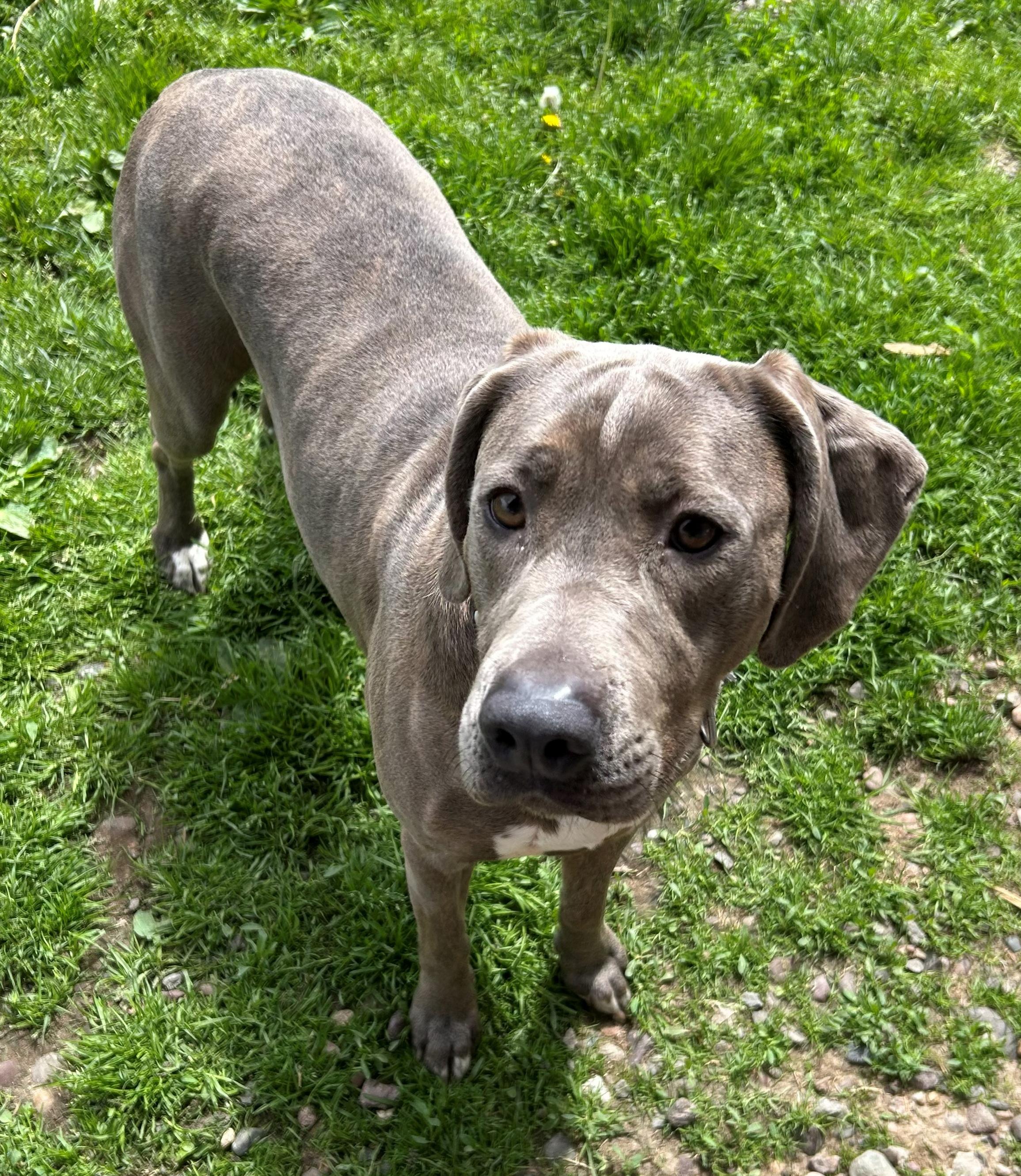 Connie, a Adoptable Coonhound in Neillsville, WI image 2/6