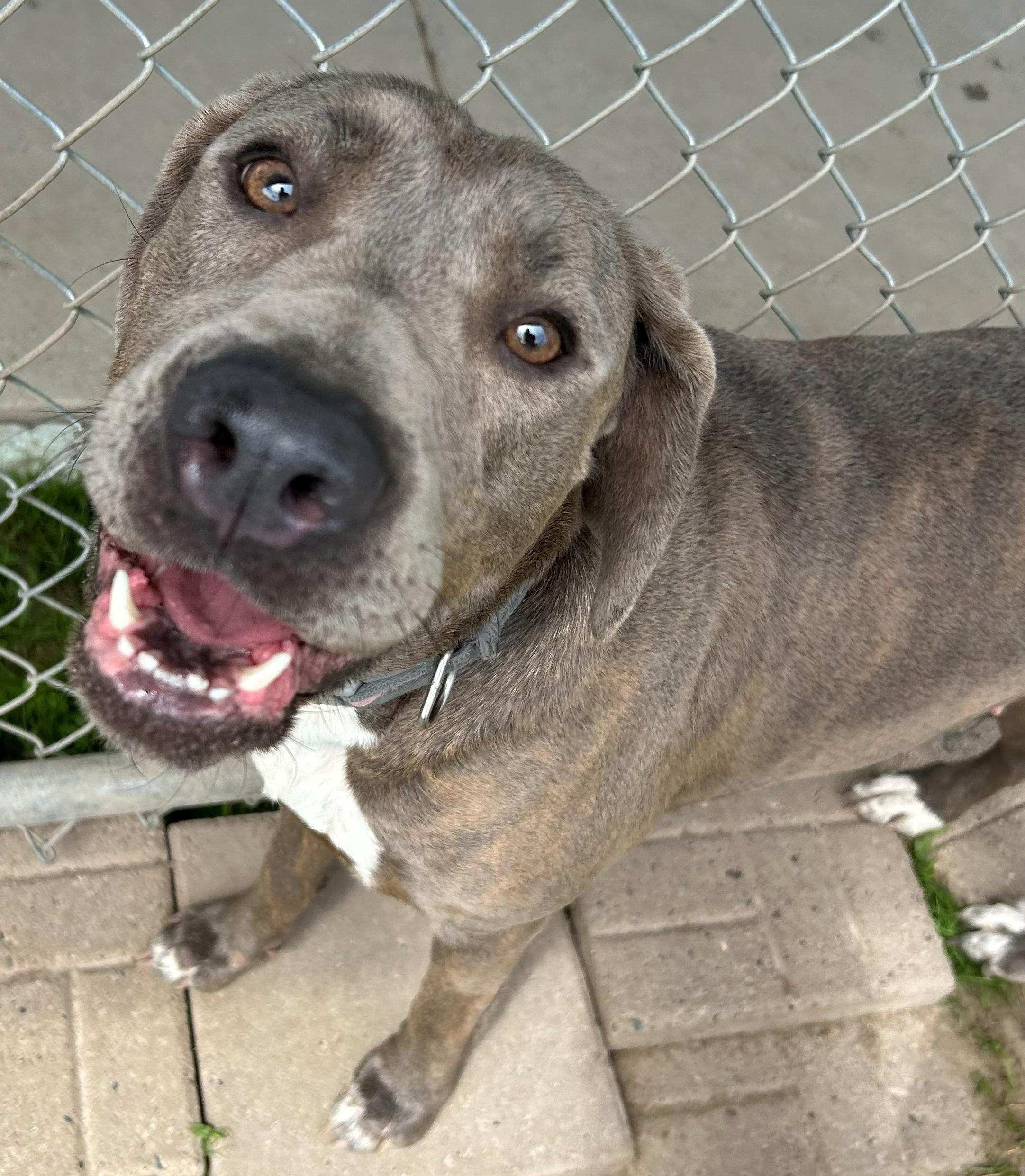 Connie, a Adoptable Coonhound in Neillsville, WI image 5/6