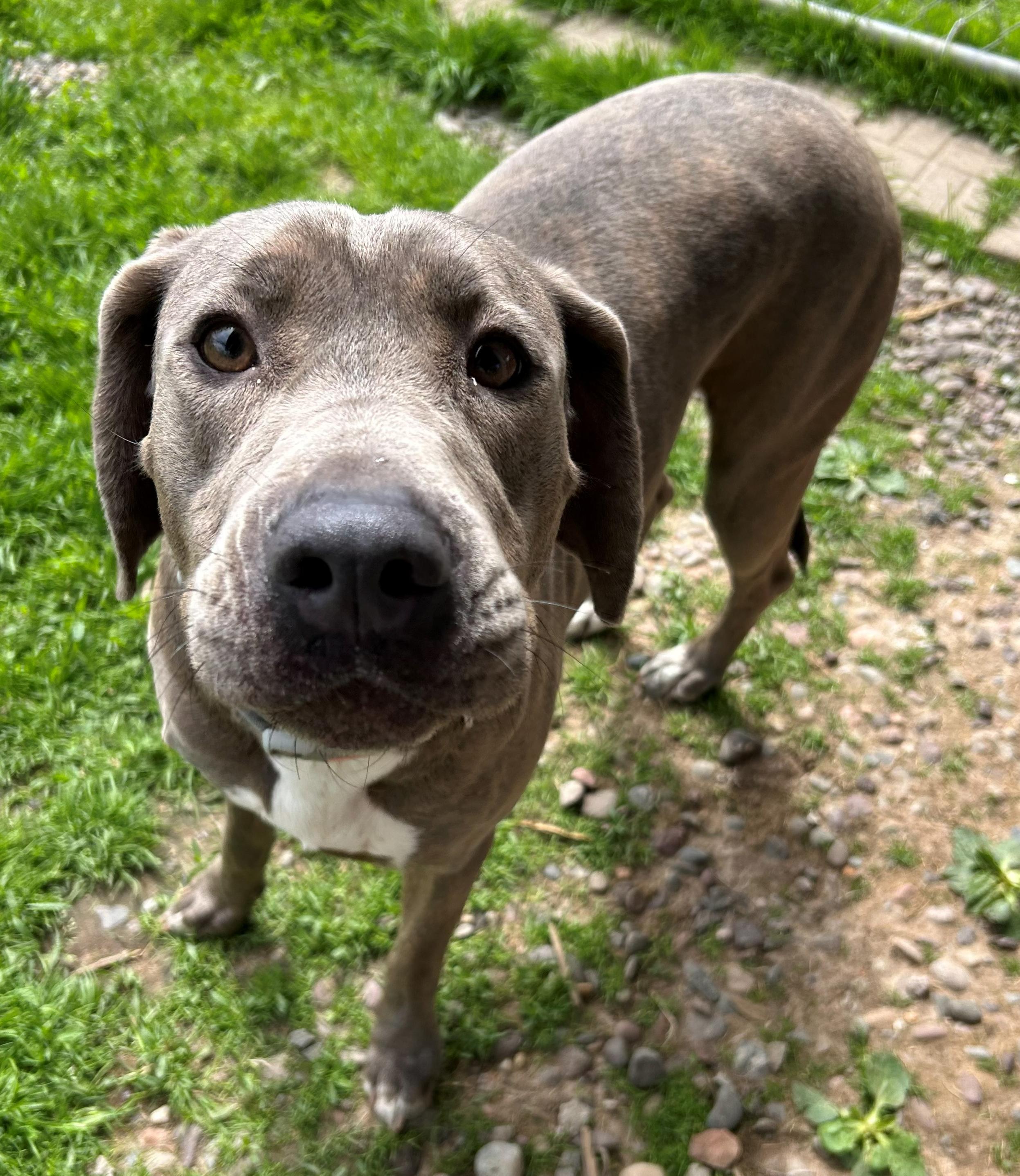 Connie, a Adoptable Coonhound in Neillsville, WI image 6/6