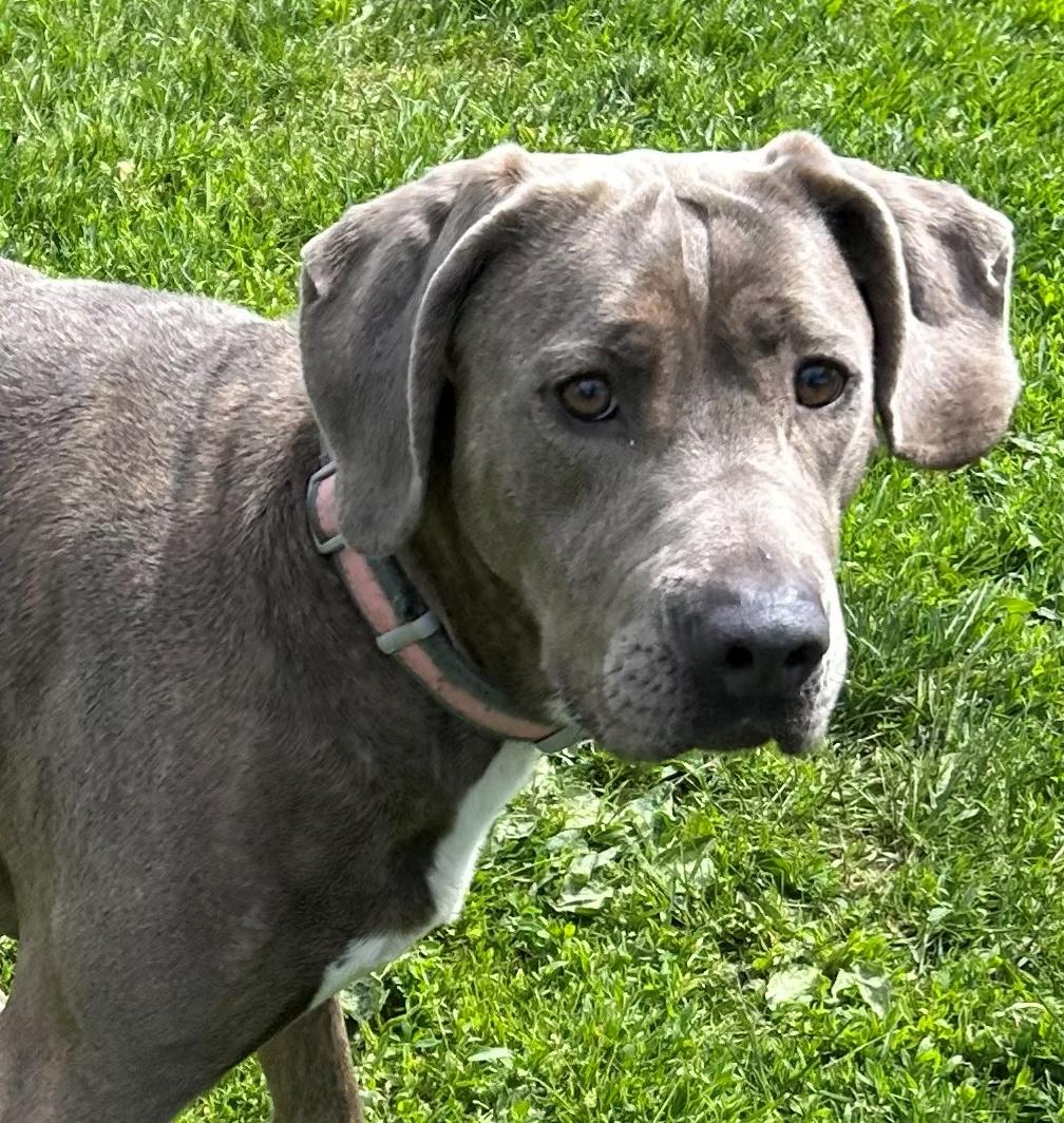 Connie, a Adoptable Coonhound in Neillsville, WI image 1/6