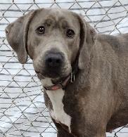 Connie, a Adoptable Coonhound in Neillsville, WI image 3/6