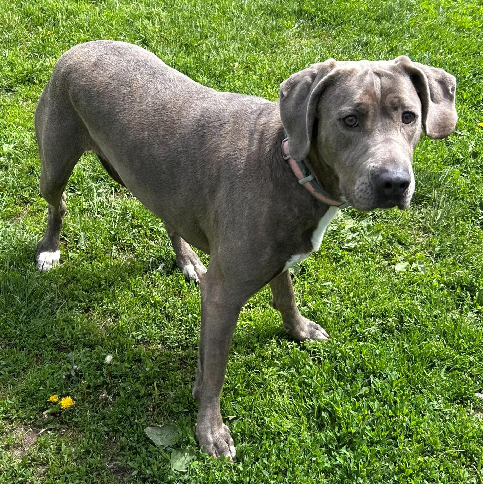 Connie, a Adoptable Coonhound in Neillsville, WI image 4/6