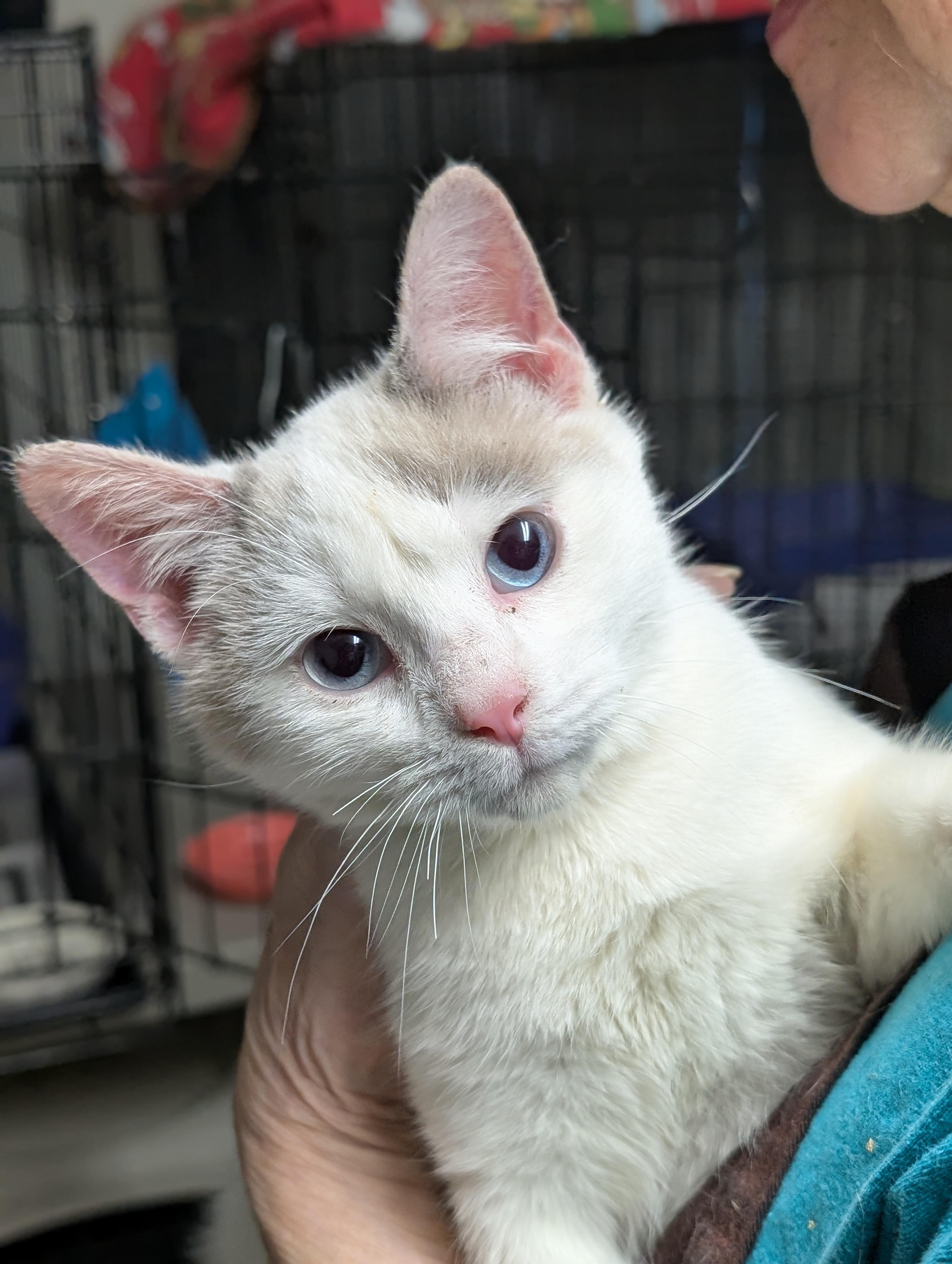 Jazz, adopted, Kitten Male Domestic Short Hair.