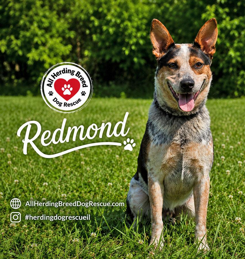 Redmond, an adopted Australian Cattle Dog / Blue Heeler in Joliet, IL image 3/5